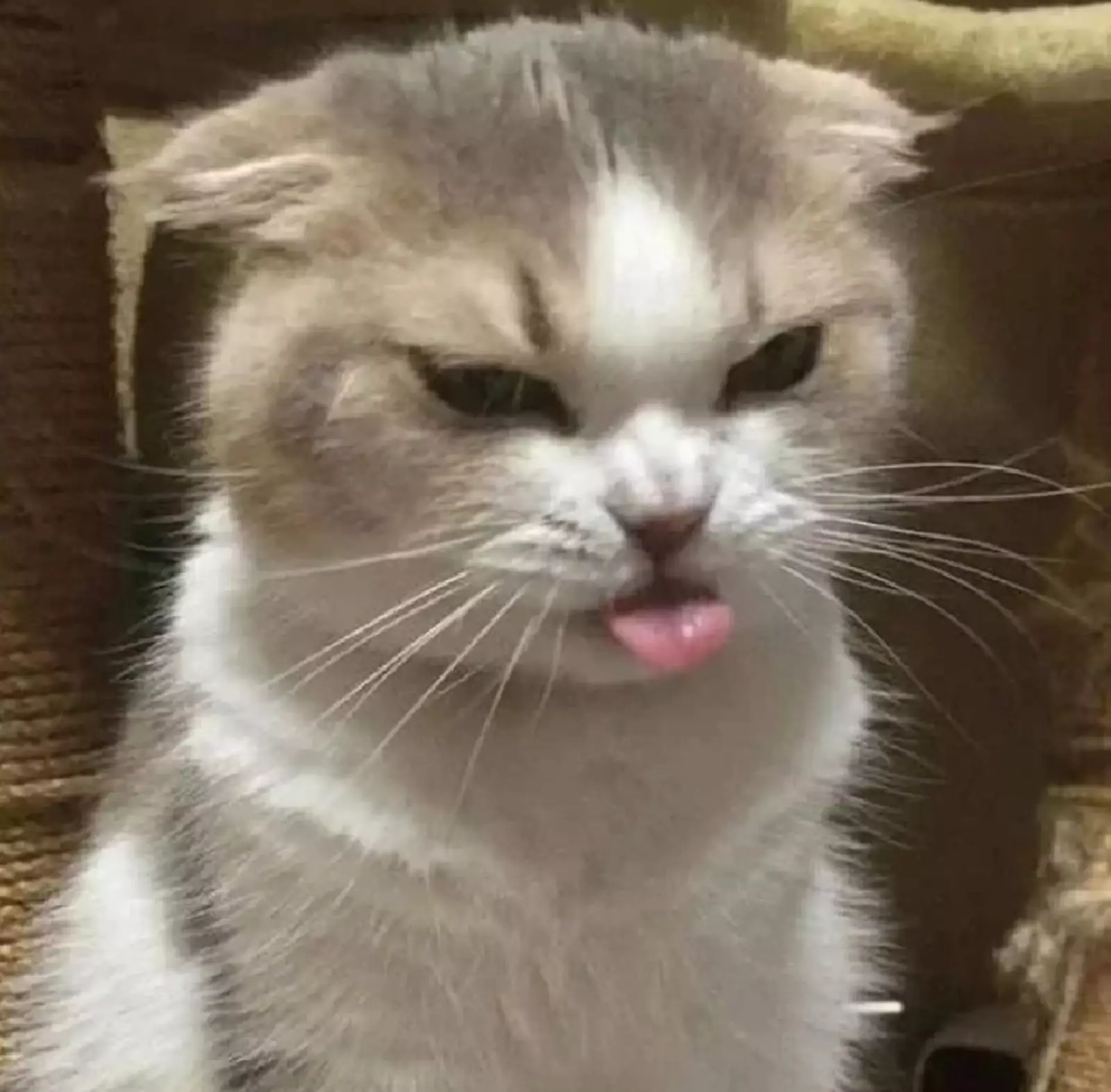 «Бе-е-е-е». «Бе-е-е-е».