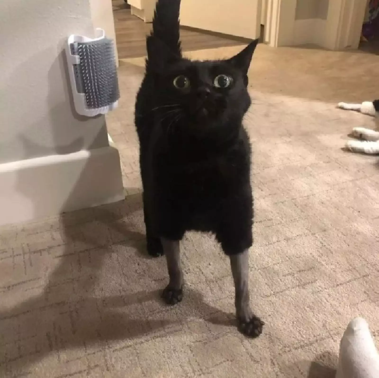 Котик в штанишках. Котик в штанишках.