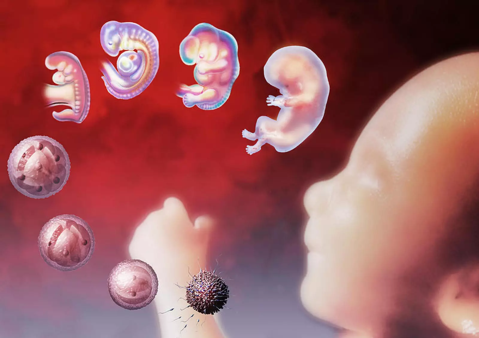 1 неделя от рождения. Внутриутробное развитие. Периоды эмбрионального развития человека.