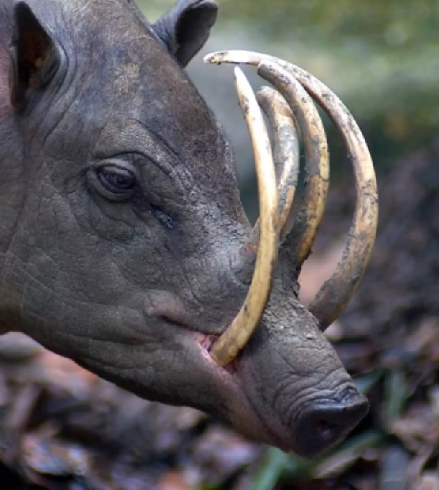 Бабирусса. Бабирусса.