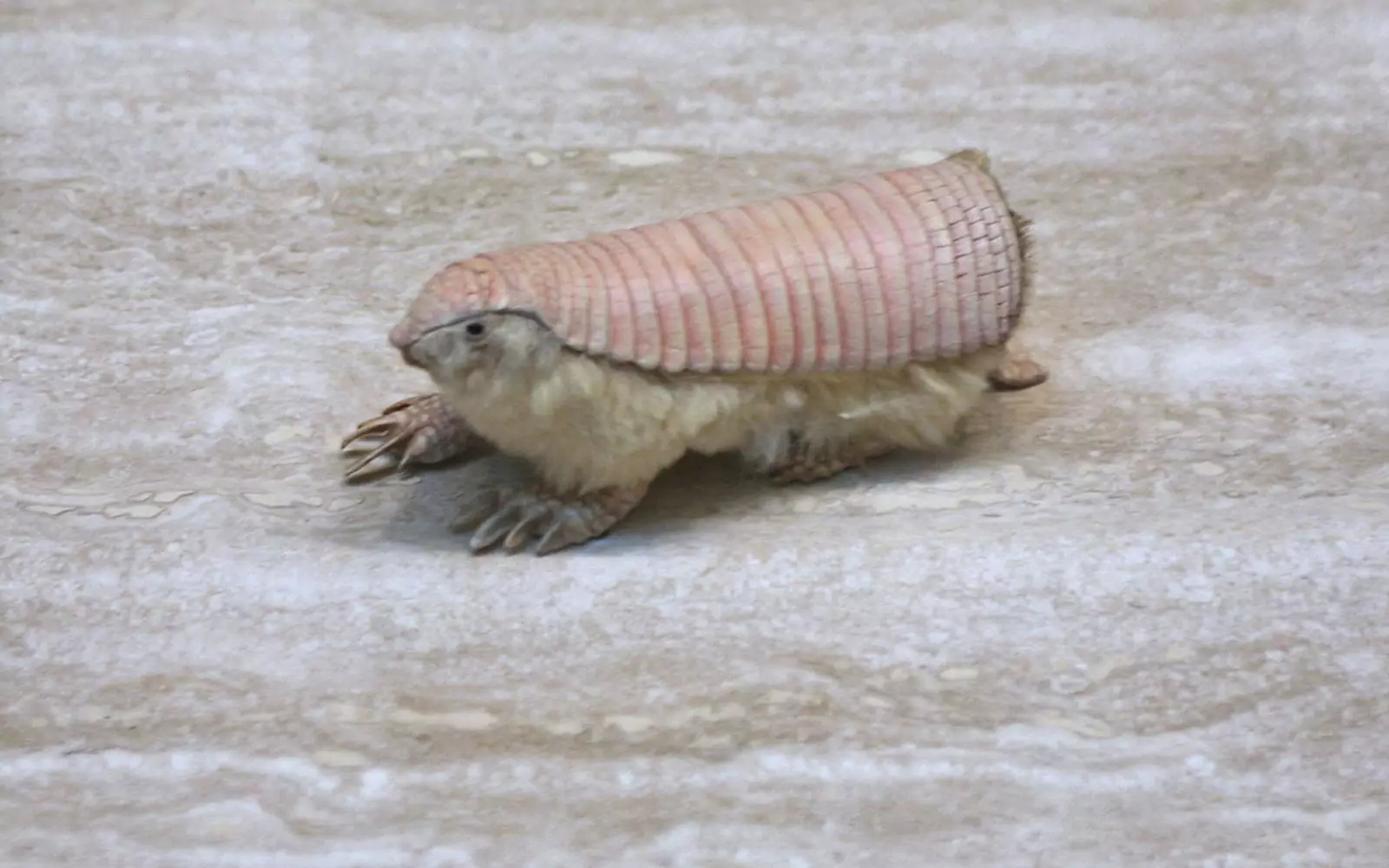 Розовый сказочный броненосец. Розовый сказочный броненосец.