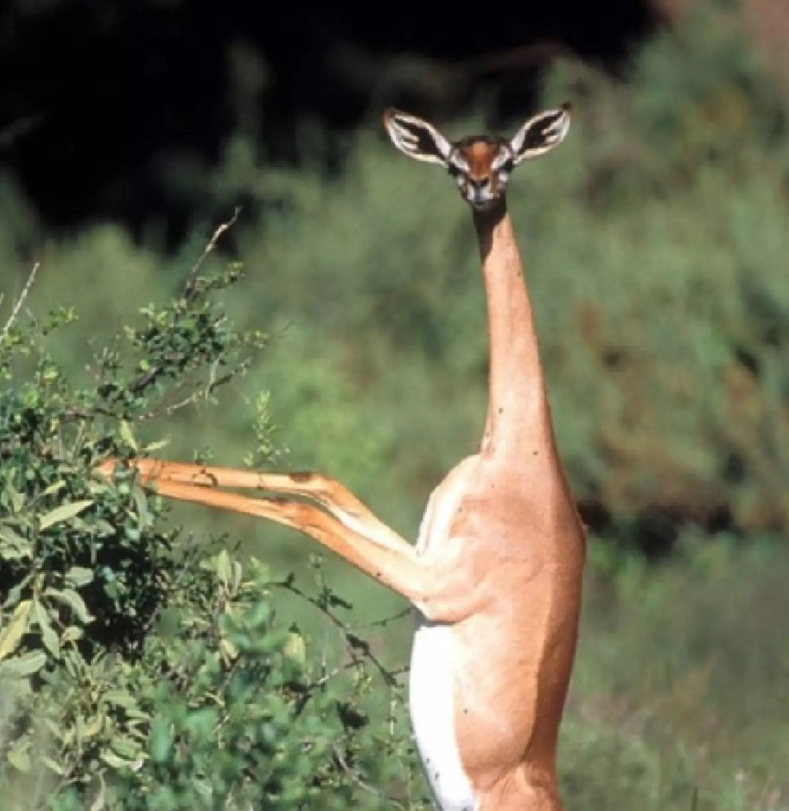 Геренук. Геренук.