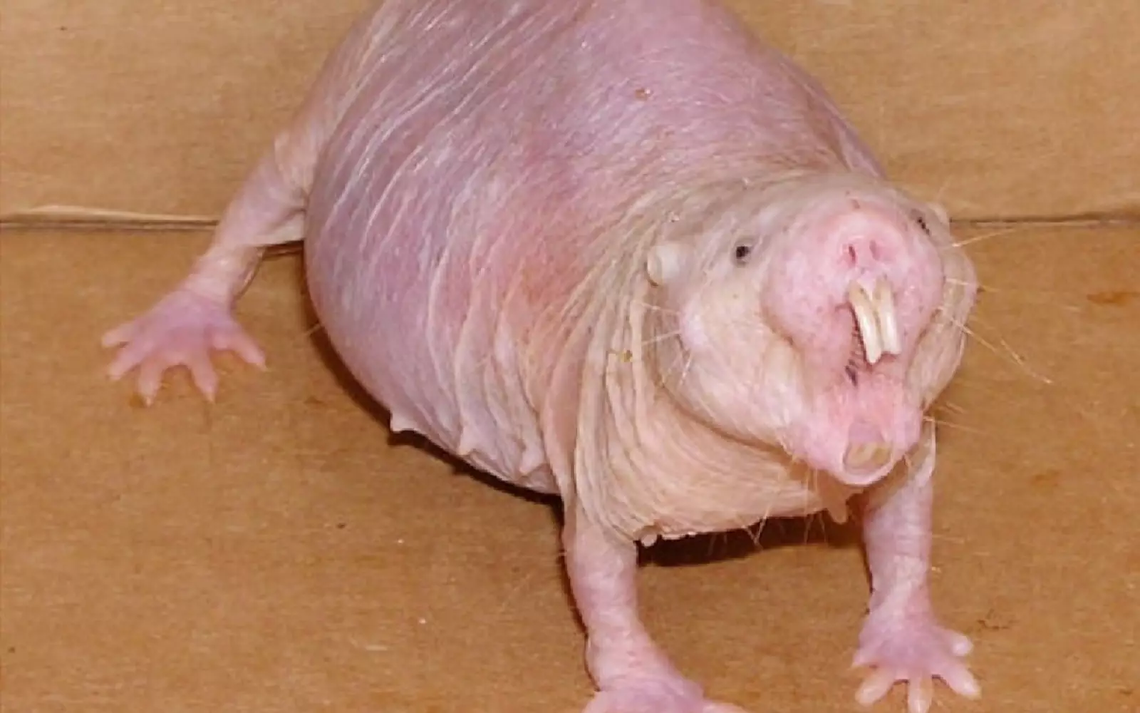 Голый землекоп. Голый землекоп.