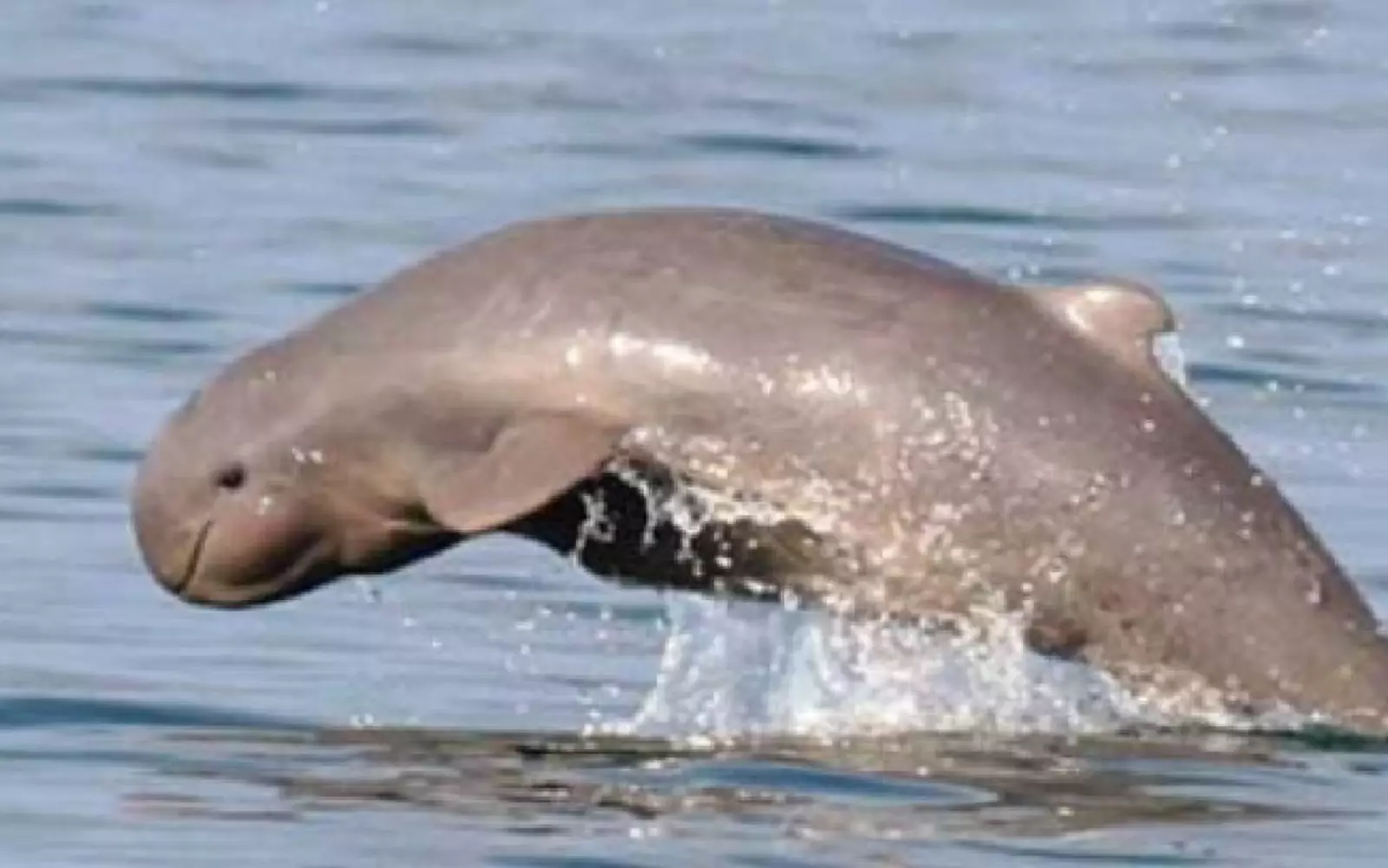 Иравадийский дельфин. Иравадийский дельфин.