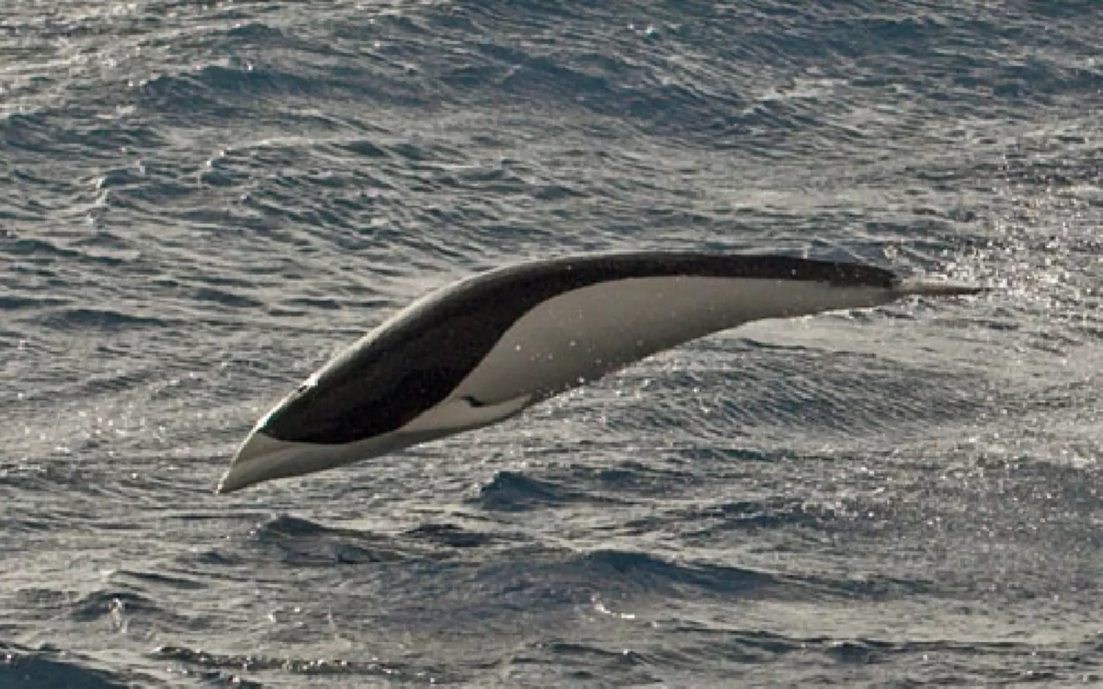 Южный китовидный дельфин. Южный китовидный дельфин.