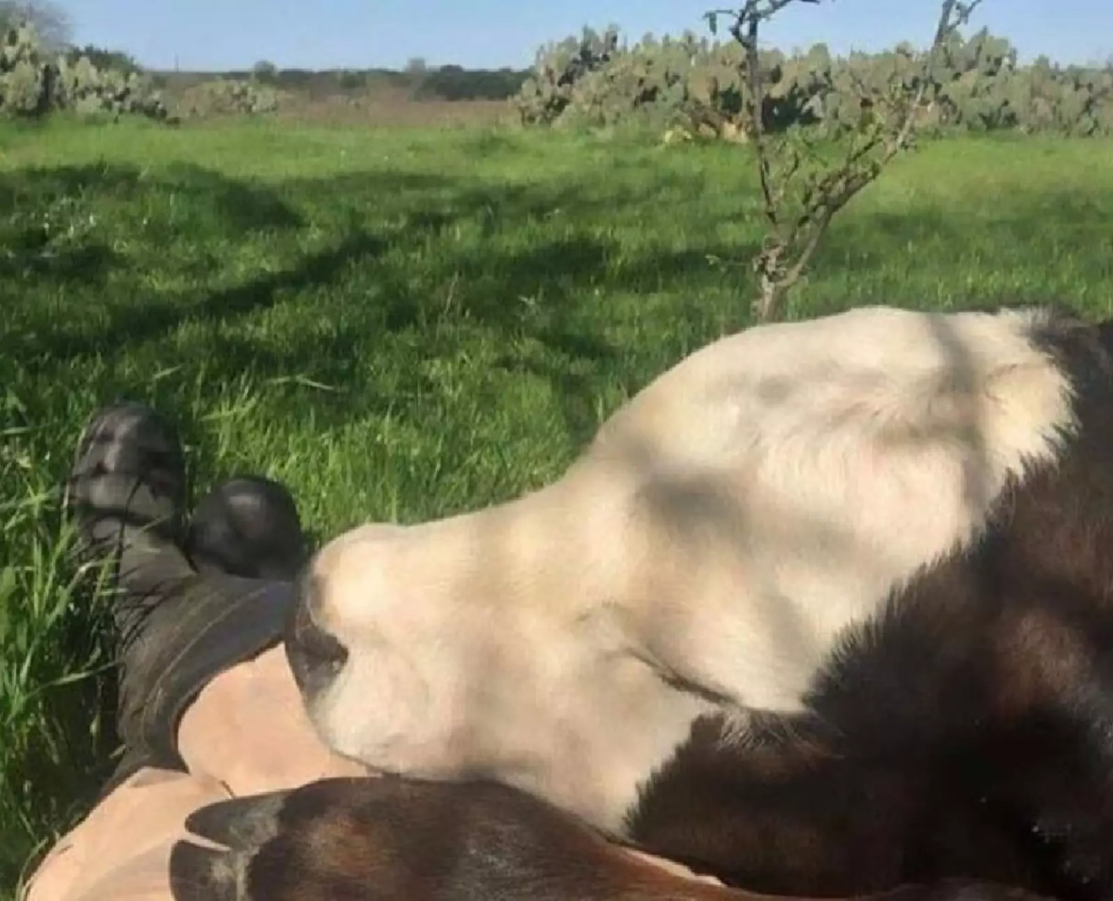 «Чья-то корова уснула на моих ногах, и я не хочу ее будить». «Чья-то корова уснула на моих ногах, и я не хочу ее будить».