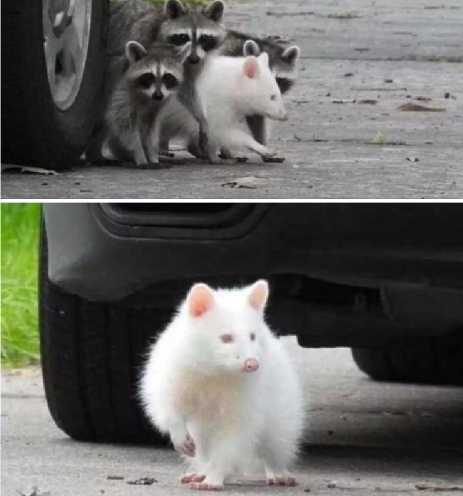 Милейший енот-альбинос. Милейший енот-альбинос.