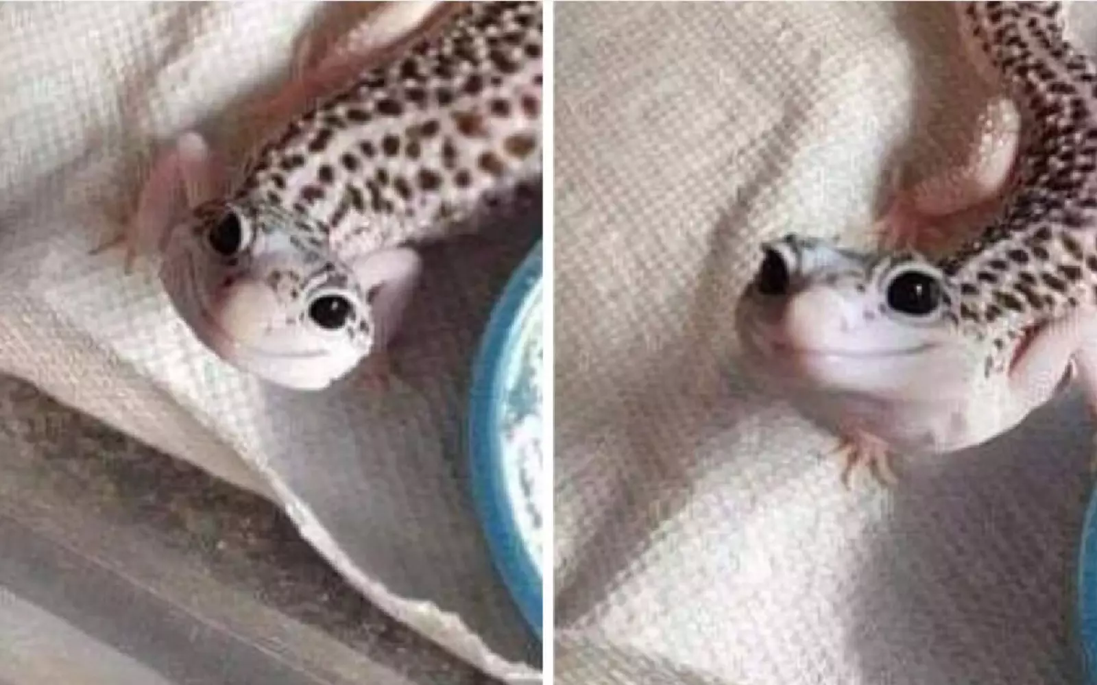 Очаровательная улыбка. Очаровательная улыбка.