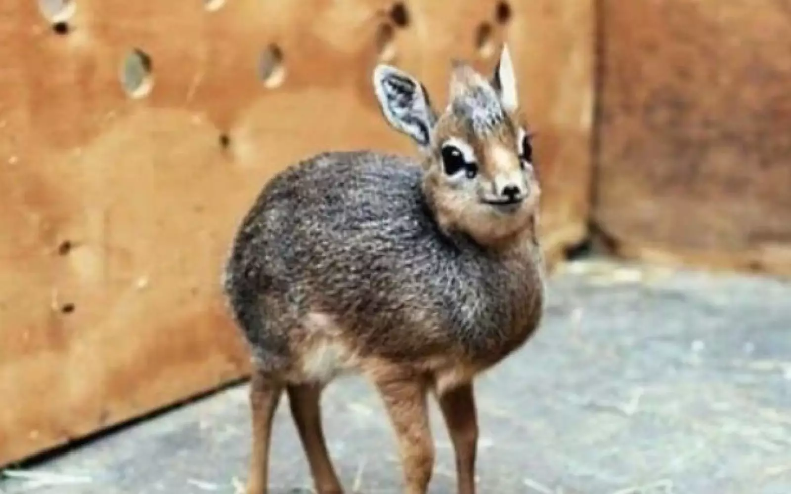 Маленький дикдик. Маленький дикдик.