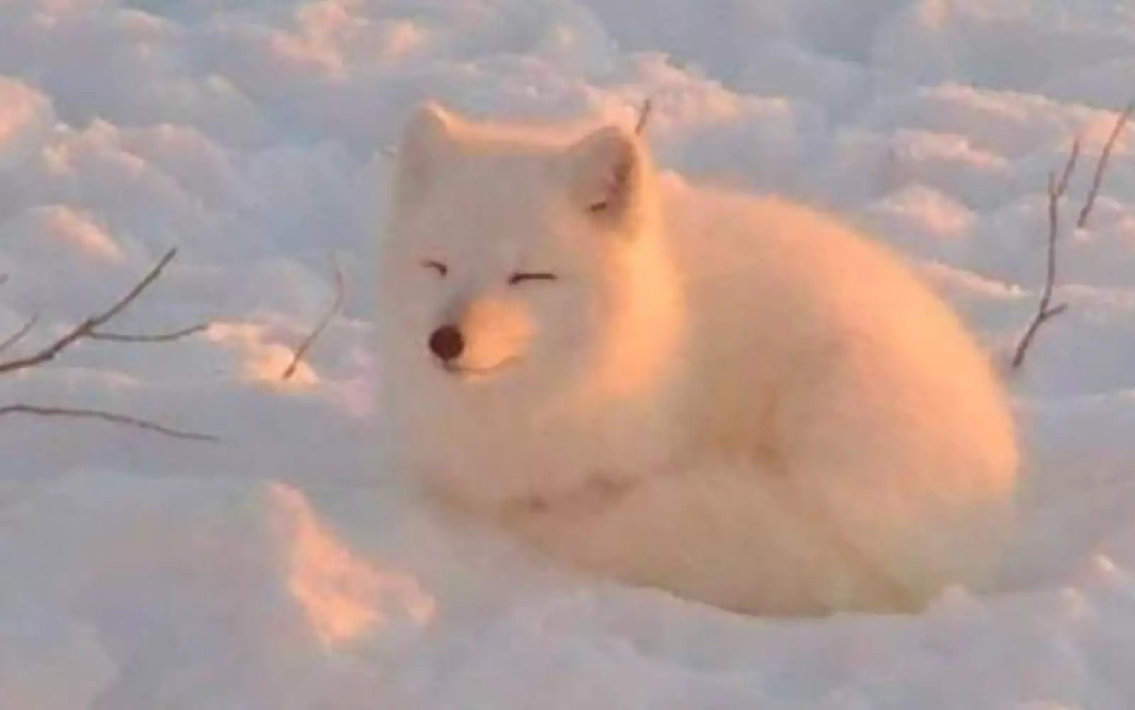 Песец радуется солнышку. Песец радуется солнышку.