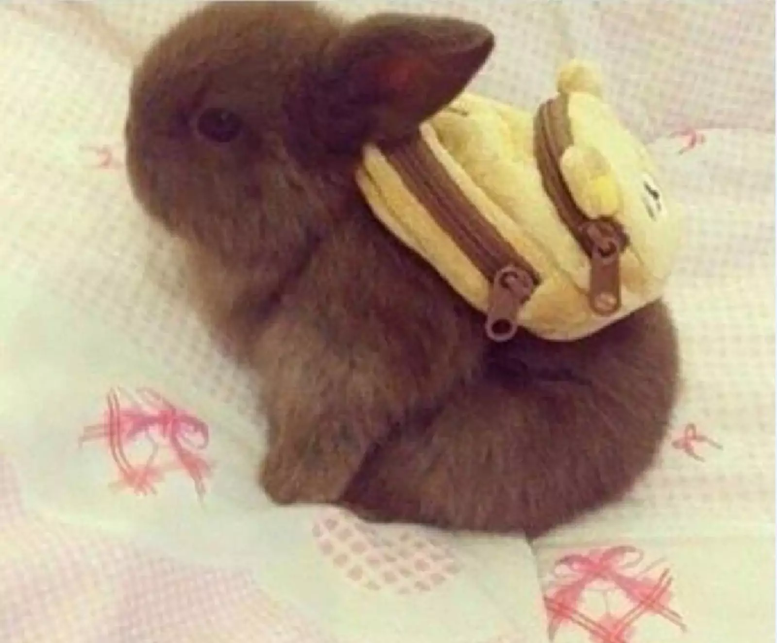 Крохотный кролик с крохотным рюкзачком.