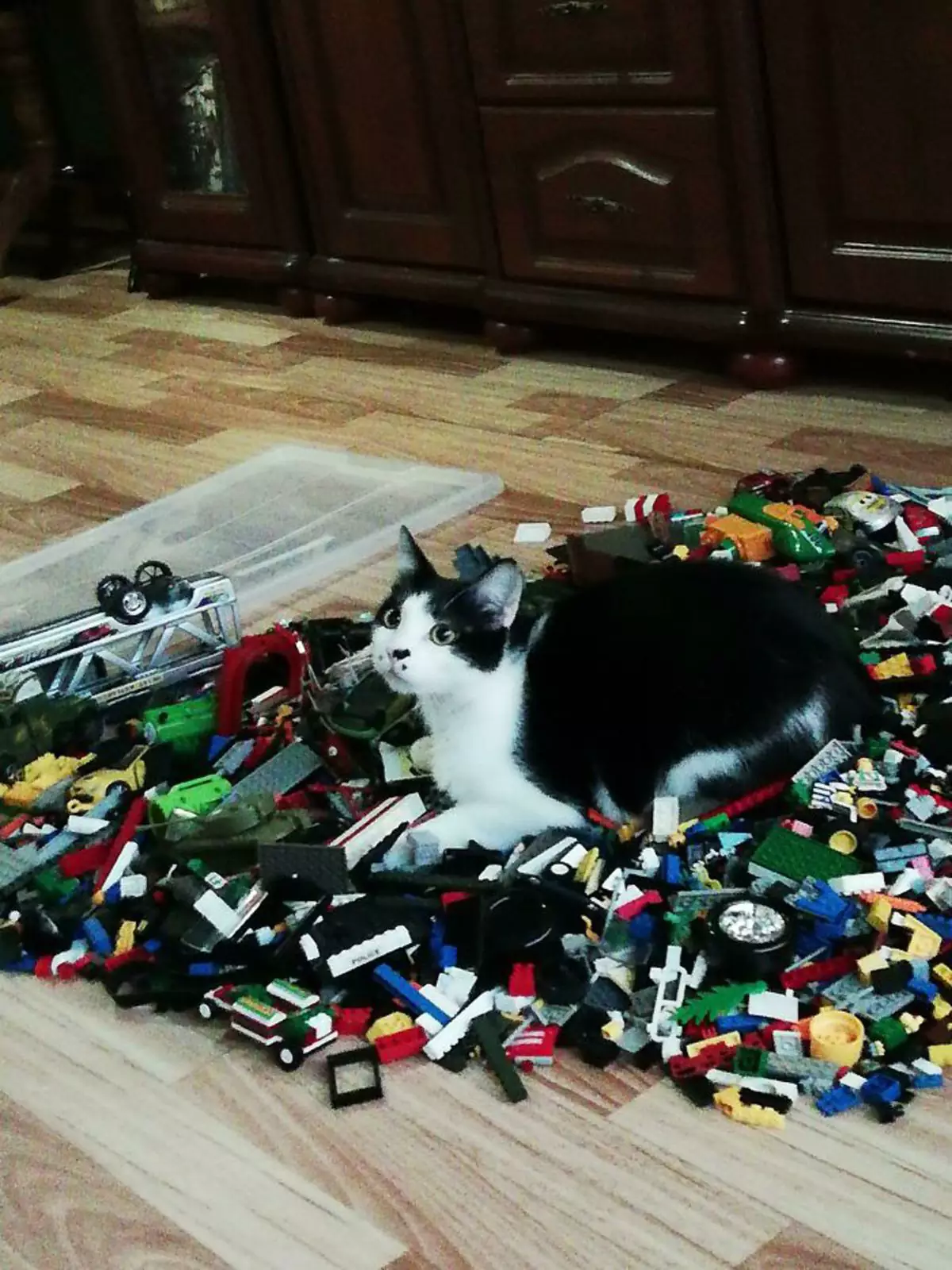 Он обожает лежать на Lego.