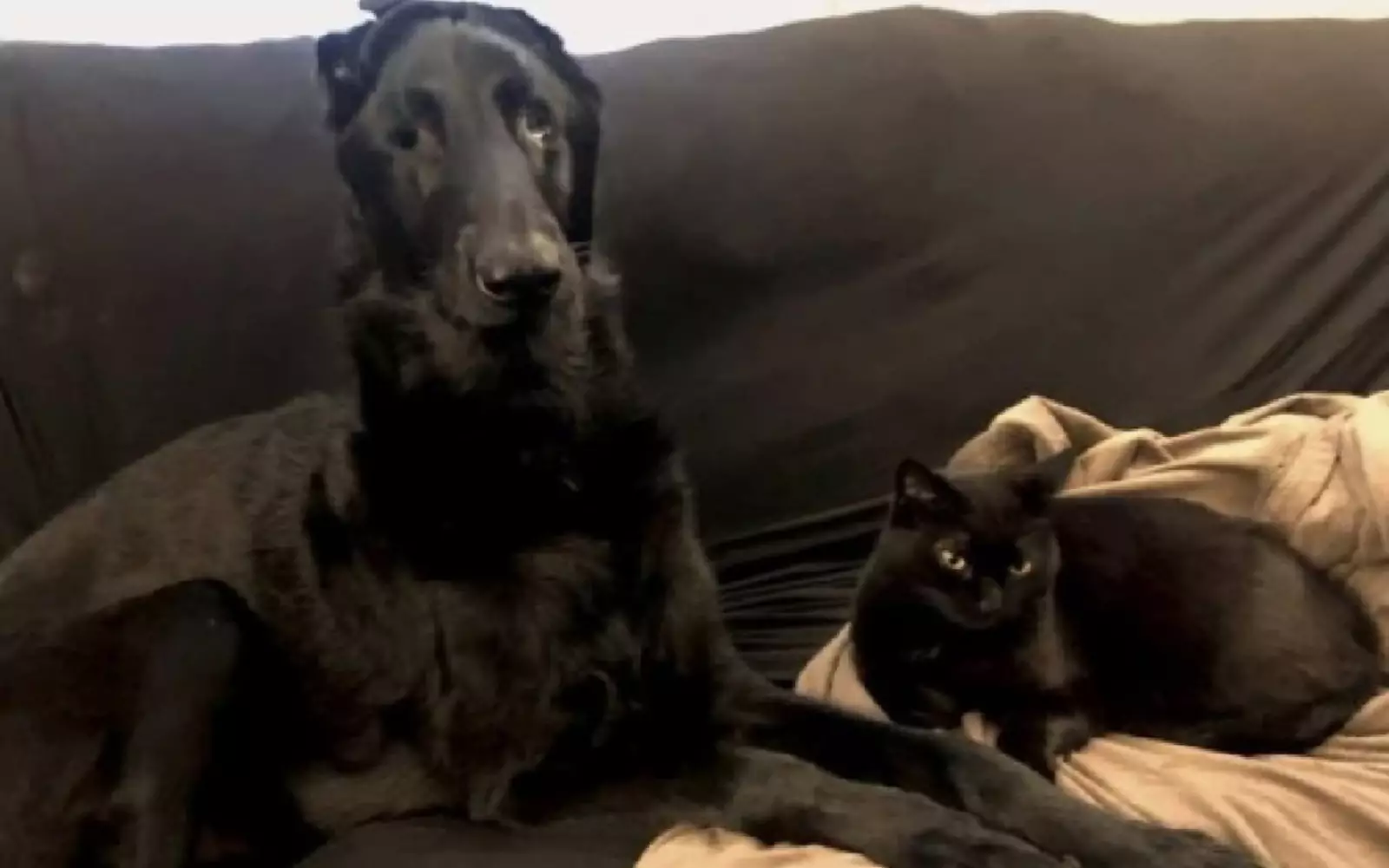  Сатин и Блэйз стали общаться все чаще и чаще, и в итоге кошка стала поводырем для своего ослепшего брата.