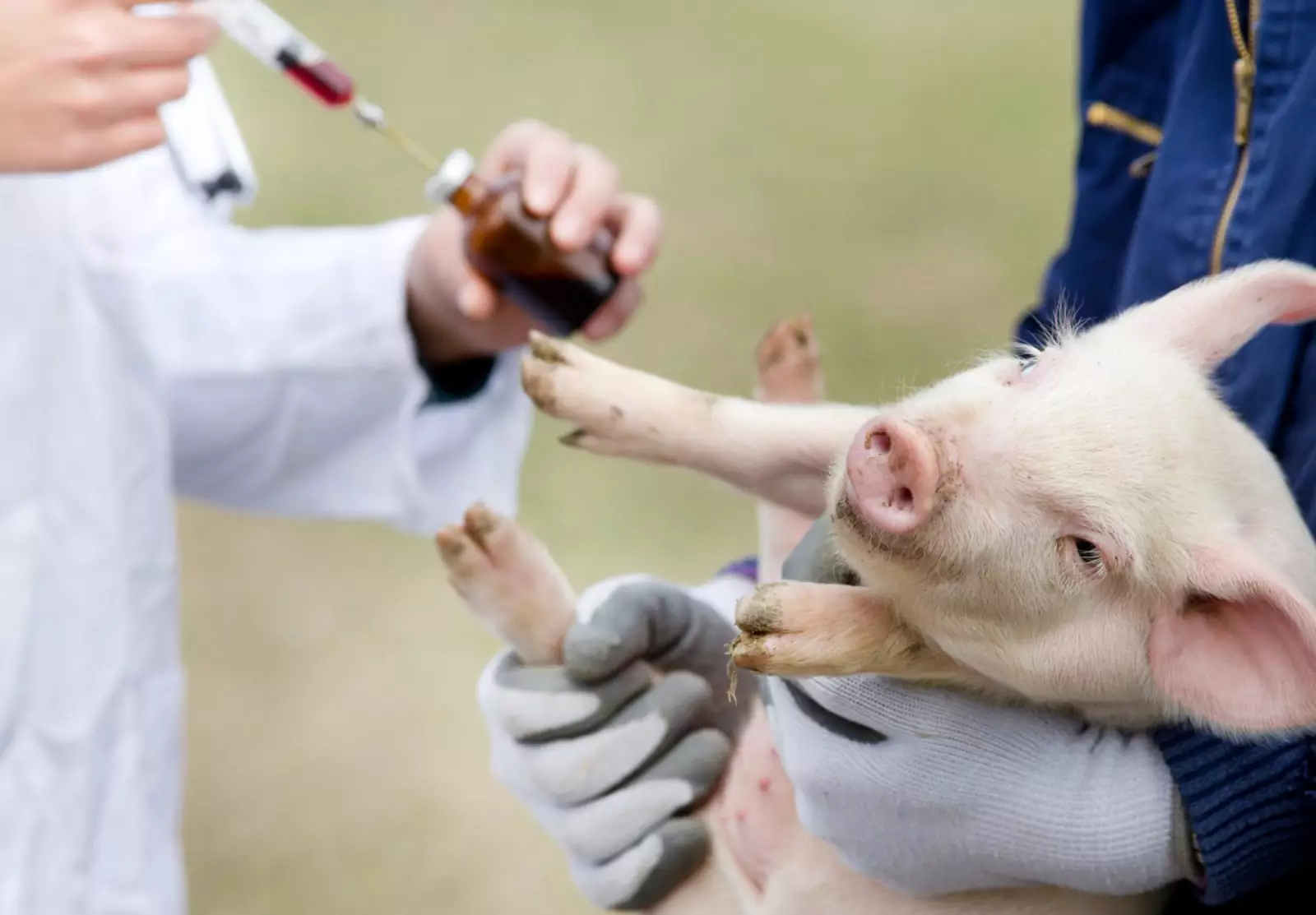 Процедура прошла успешное тестирование на свиньях.