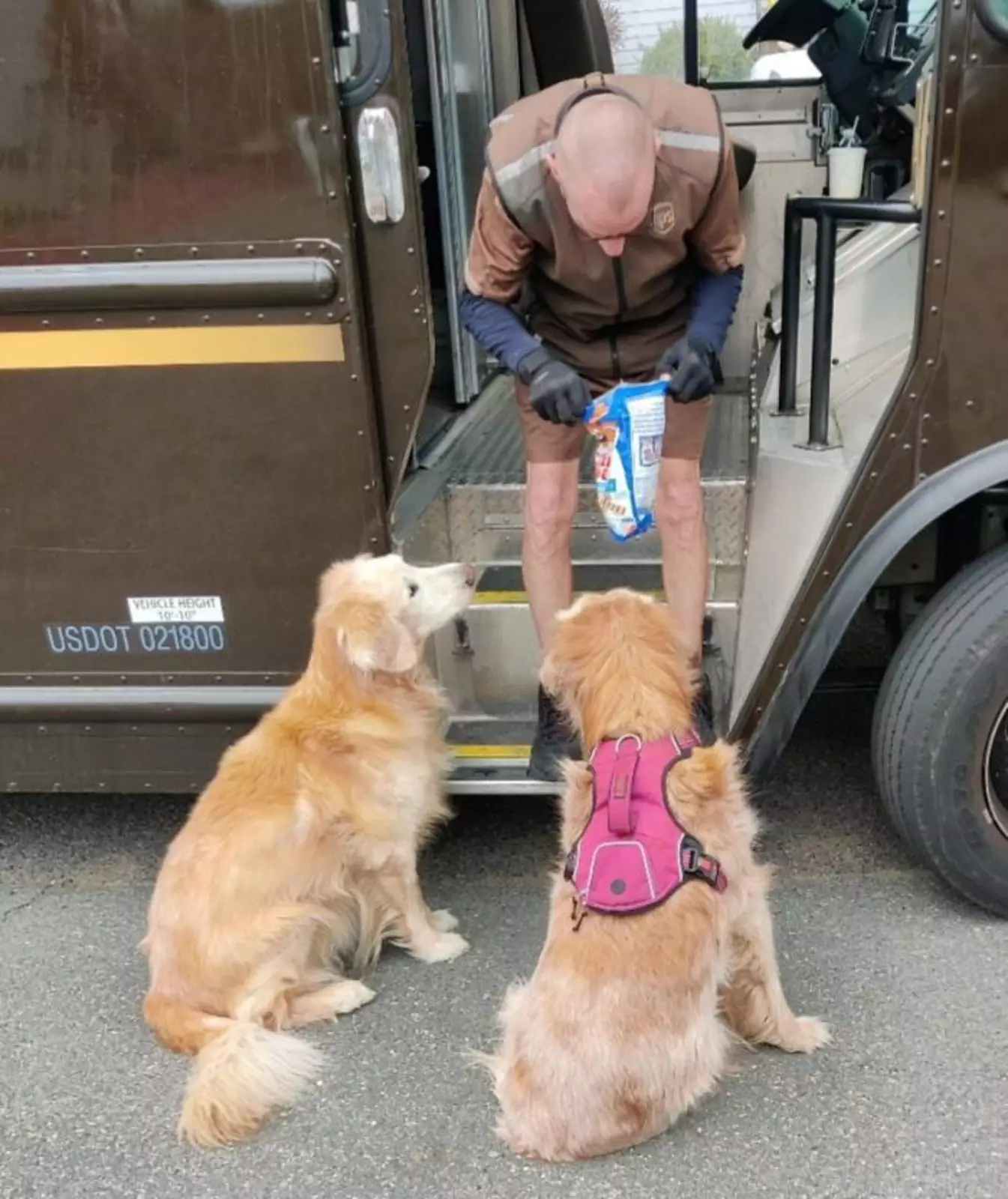 «Один из наших псов с трудом двигается, но все равно приходит поздороваться с курьером UPS».