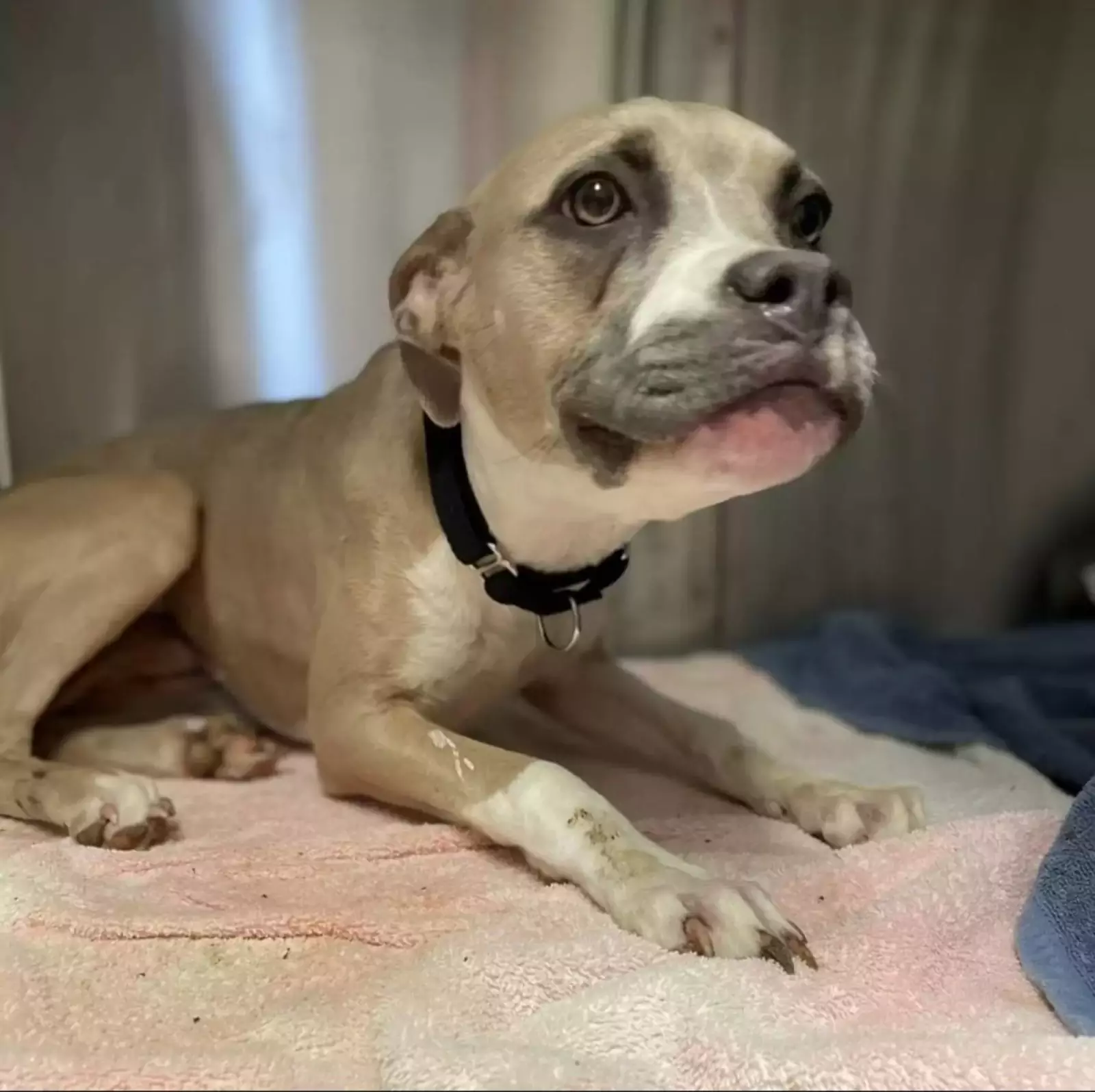 Пончик пробыл в приюте 11 дней. Пончик пробыл в приюте 11 дней.