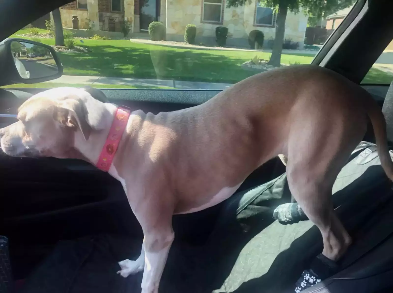 Пончик едет в новый дом. Пончик едет в новый дом.