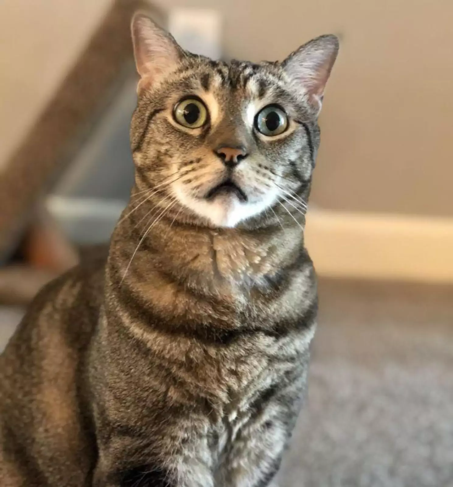 Звезда в шоке. Звезда в шоке.