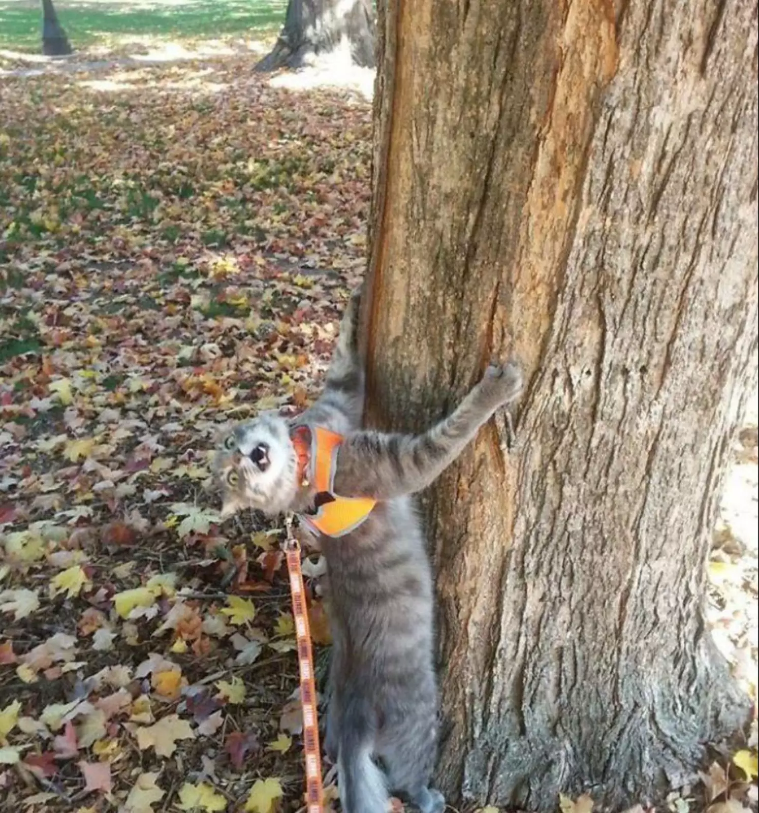 «Мам, давай заберем эту когтеточку домой». «Мам, давай заберем эту когтеточку домой».