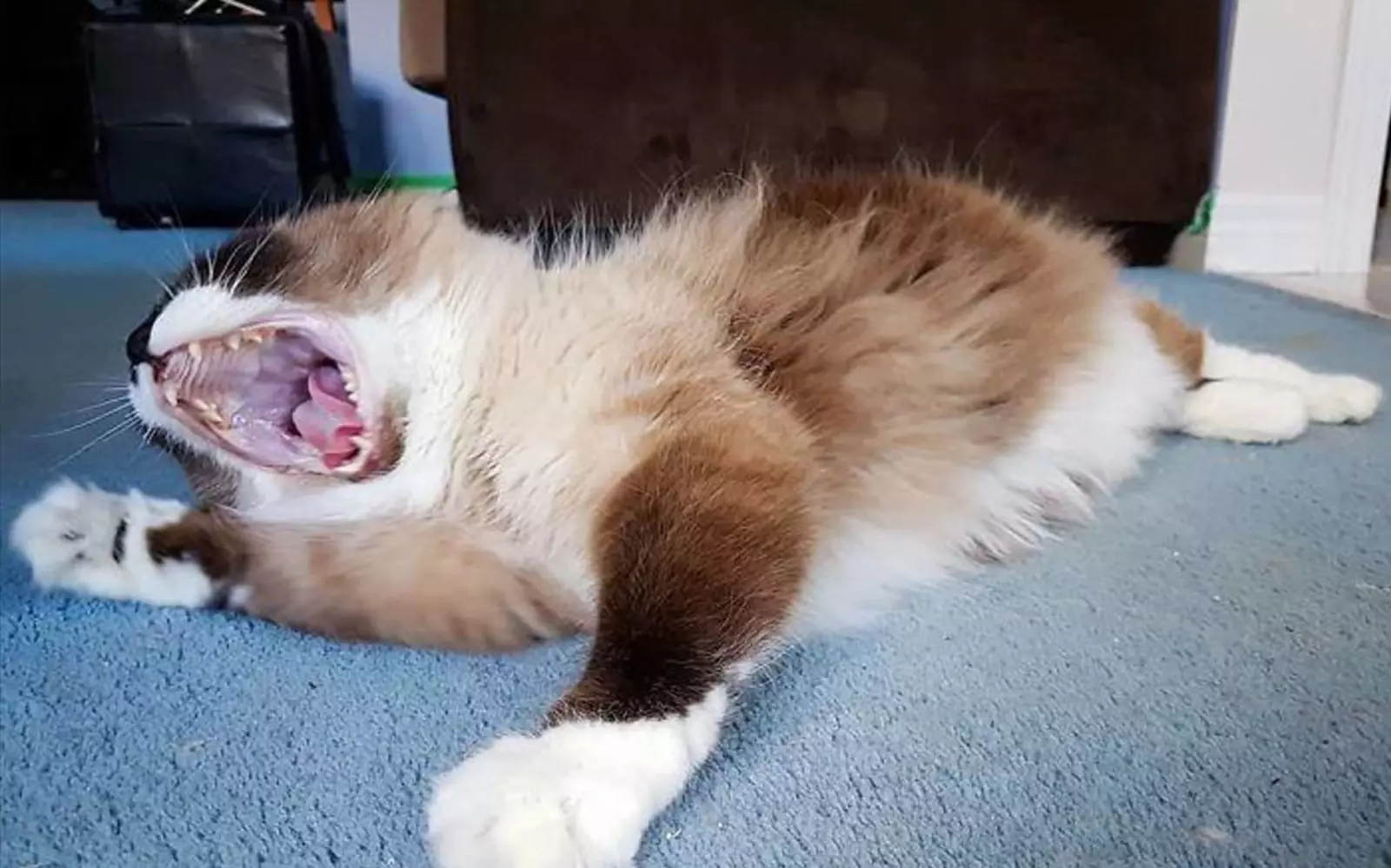 «А-а-а-а-а-а!» «А-а-а-а-а-а!»