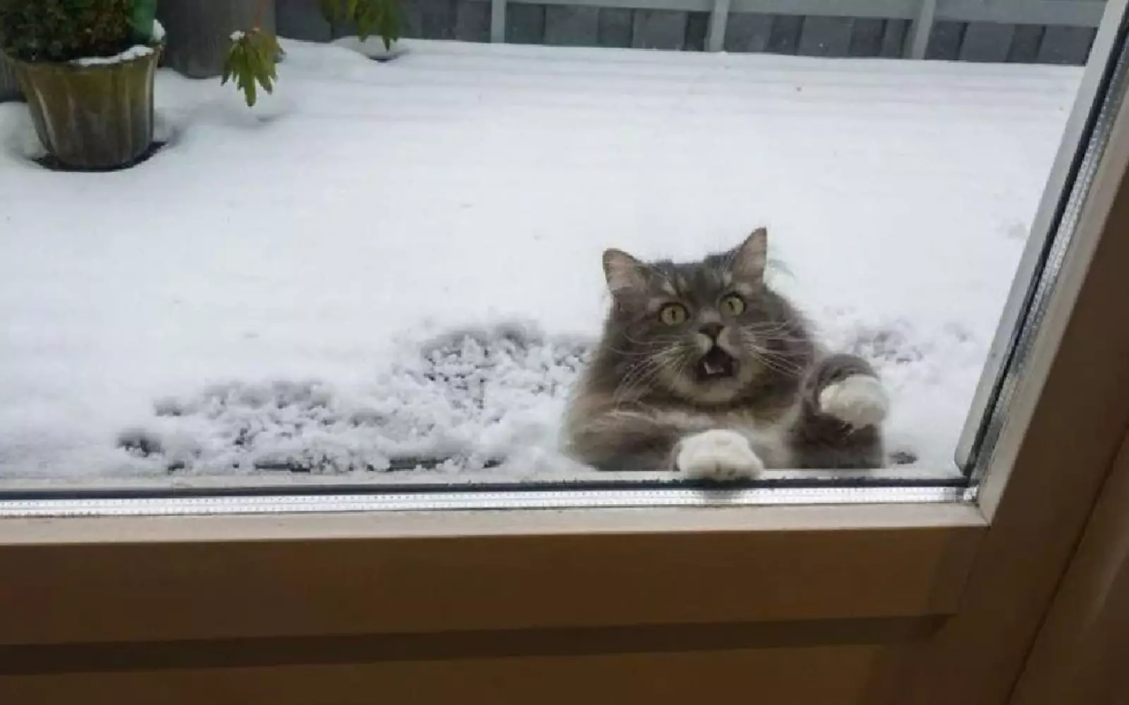 «Немедленно впустите меня!» «Немедленно впустите меня!»