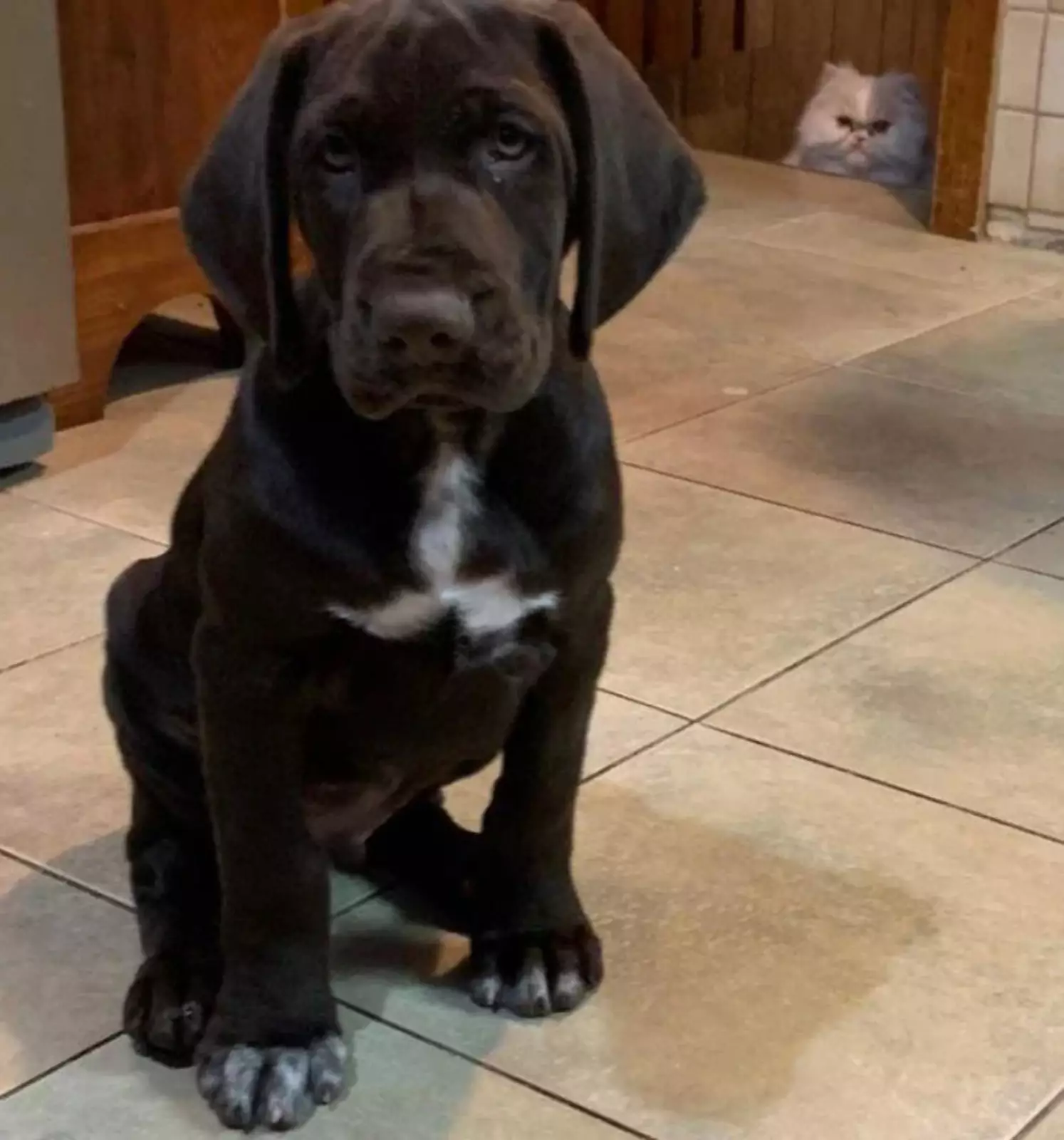 «Скоро хозяева лягут спать, и тогда я устрою тебе веселую жизнь». «Скоро хозяева лягут спать, и тогда я устрою тебе веселую жизнь».