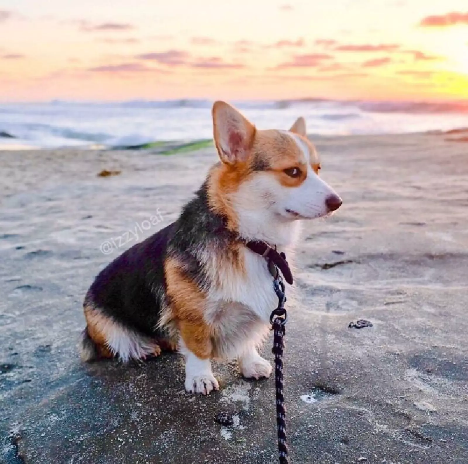 Корги осуждает. Корги осуждает.