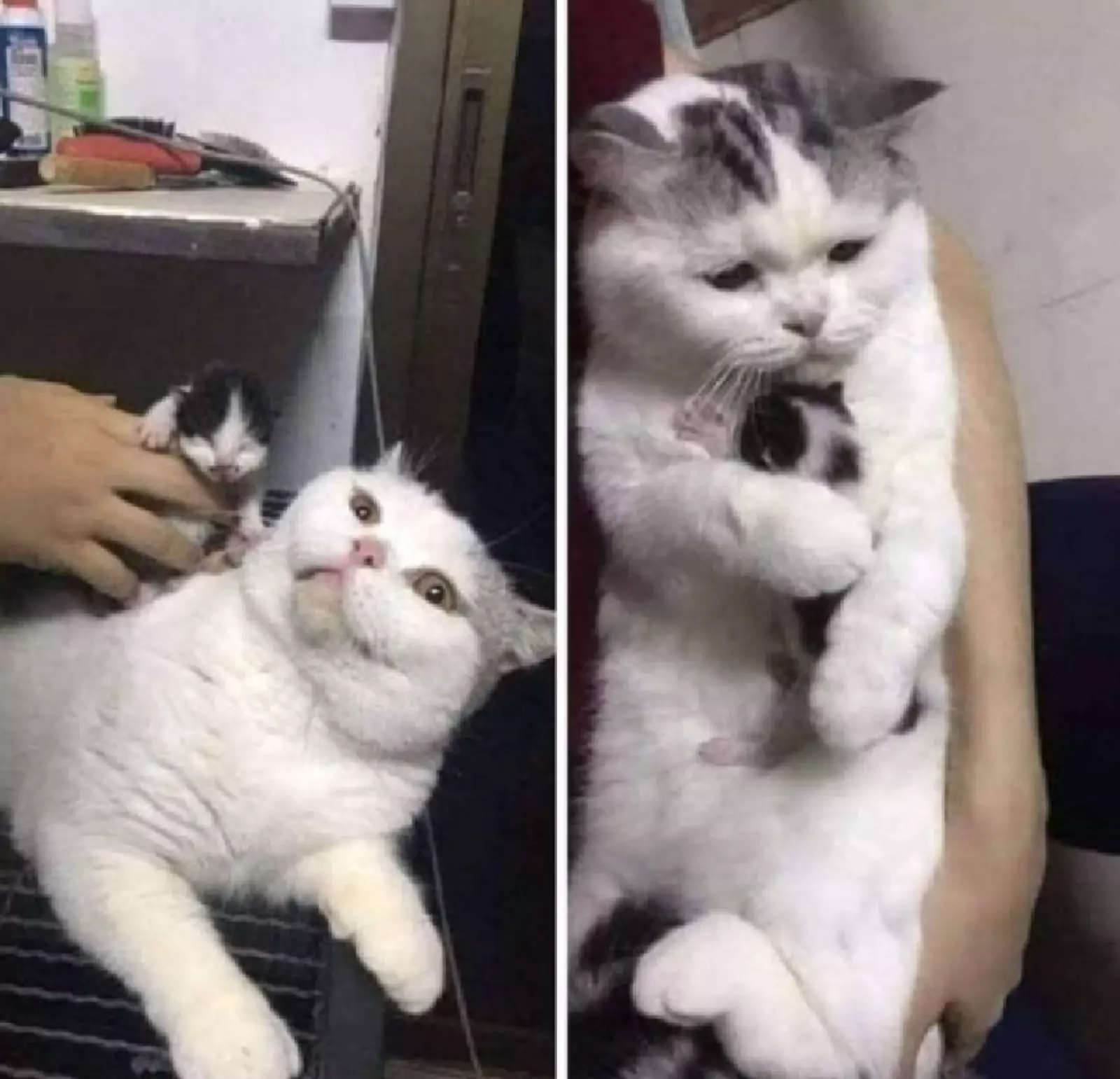 Реакция стерилизованной кошки на уличного котенка. Реакция стерилизованной кошки на уличного котенка.