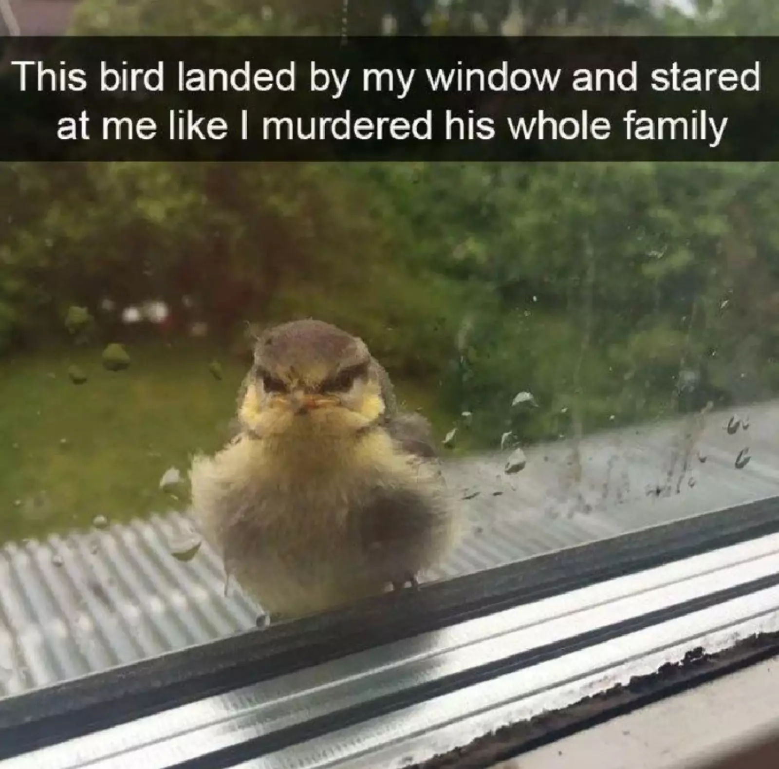 «Эта птица приземлилась у моего окна и стала смотреть на меня так, будто я убил ее семью». «Эта птица приземлилась у моего окна и стала смотреть на меня так, будто я убил ее семью».