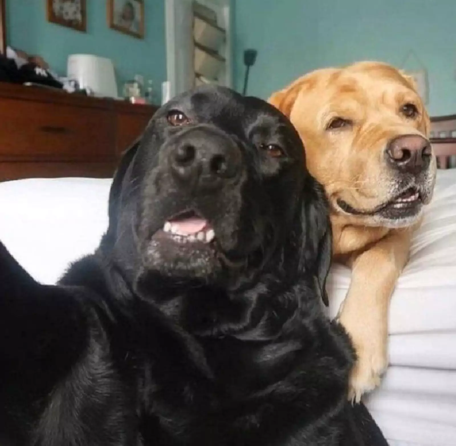 Разговор с пёсиками по FaceTime. Разговор с пёсиками по FaceTime.