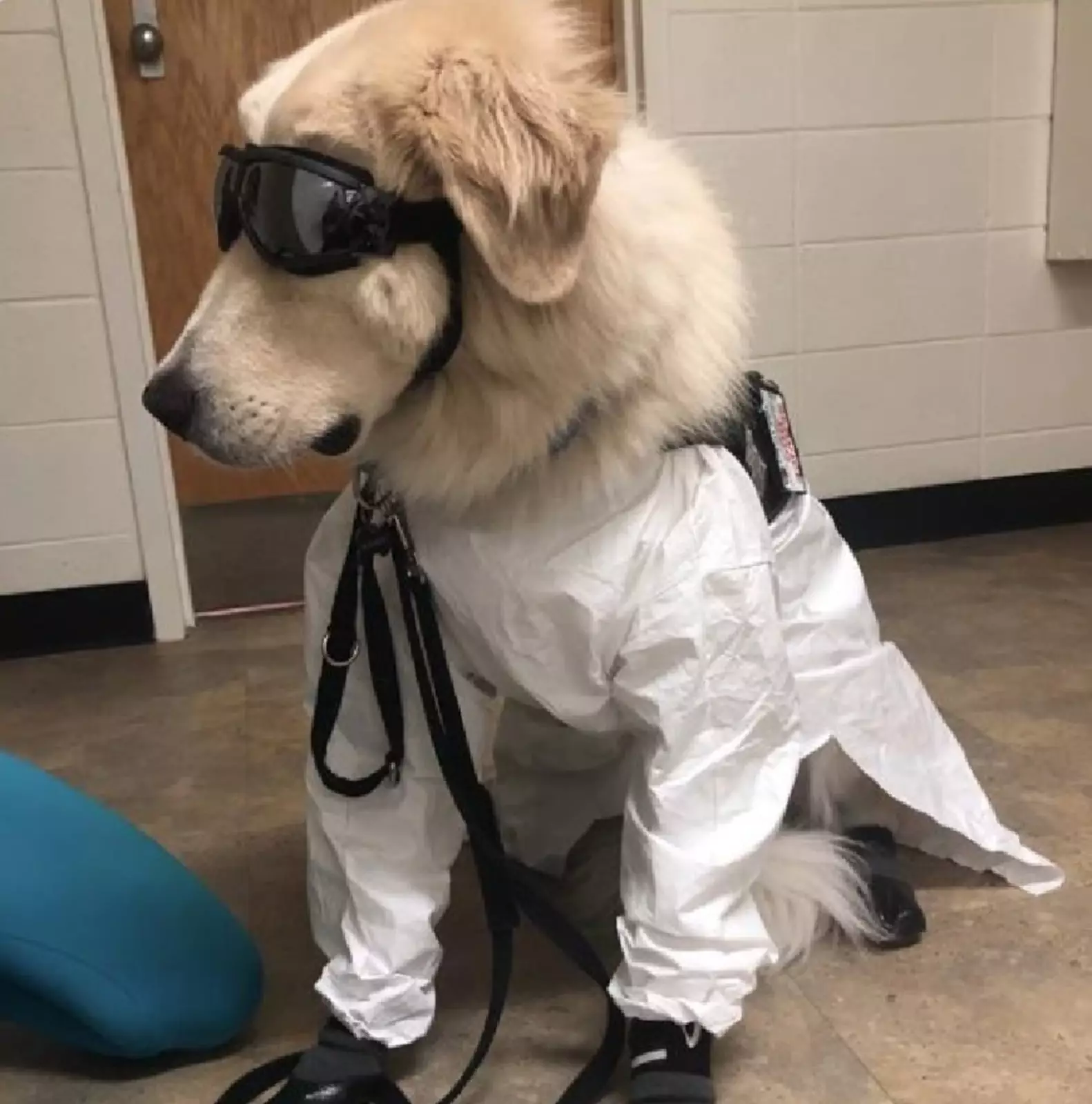 Собакен-ученый. Собакен-ученый.