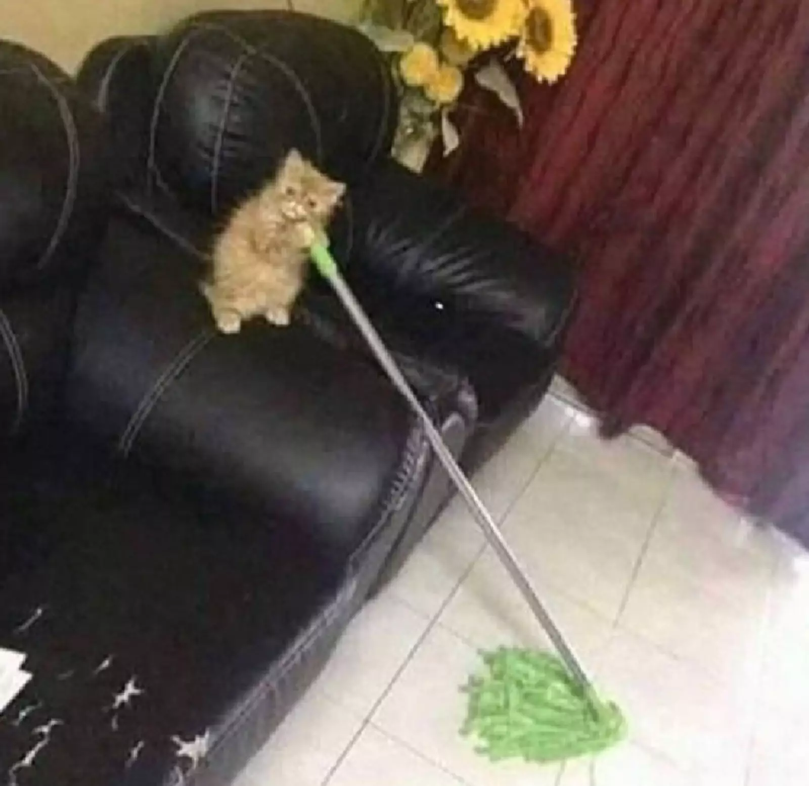 Любишь вискас, люби и пол мыть. Любишь вискас, люби и пол мыть.