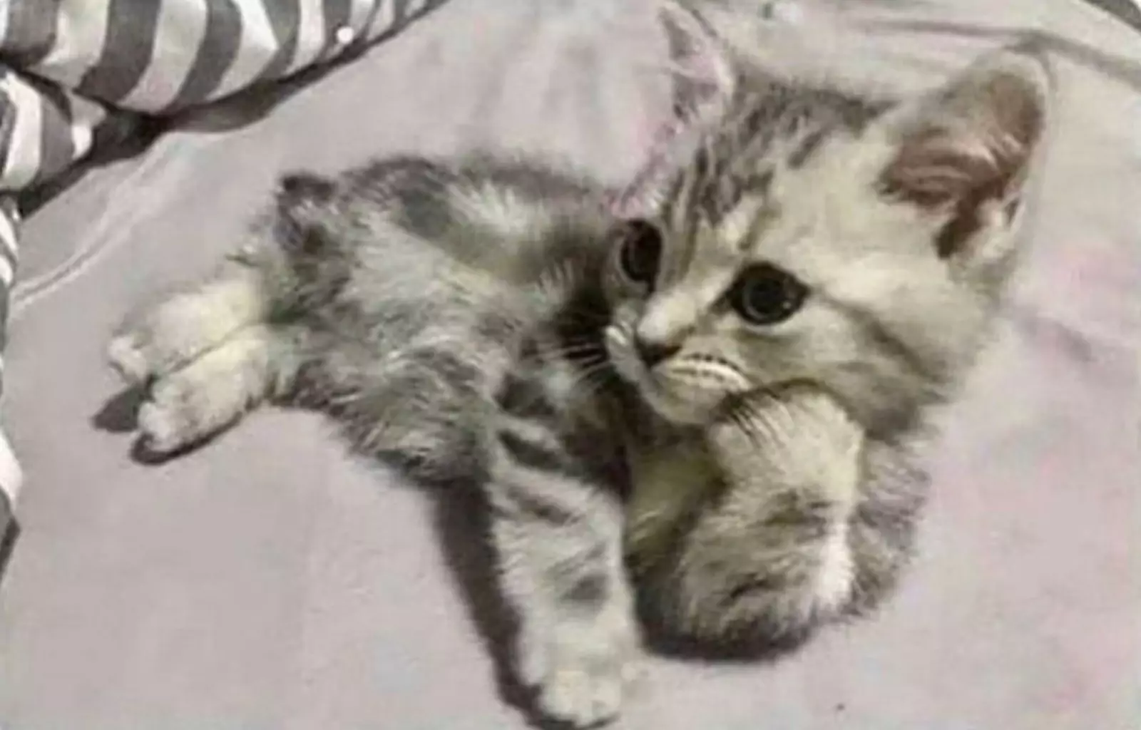 «Мой котенок выслушивает мои жалобы». «Мой котенок выслушивает мои жалобы».