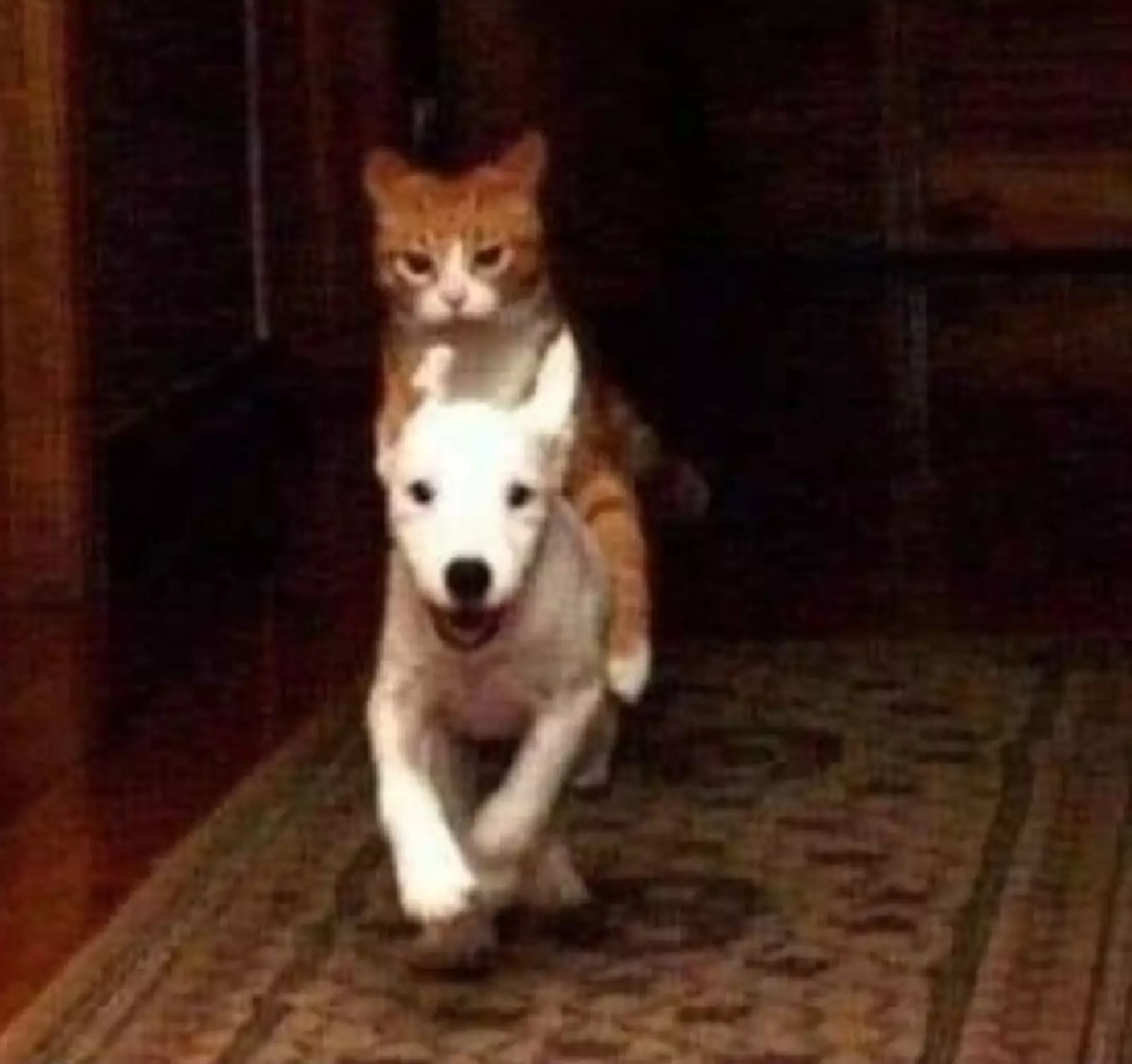 «Скачи, мой верный конь». «Скачи, мой верный конь».