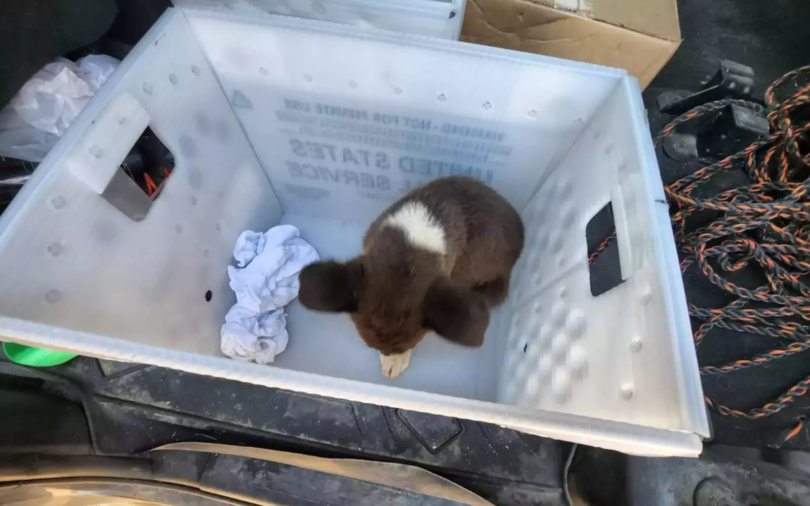 Когда почтальон нашла щенка, он был очень слабым. Когда почтальон нашла щенка, он был очень слабым.