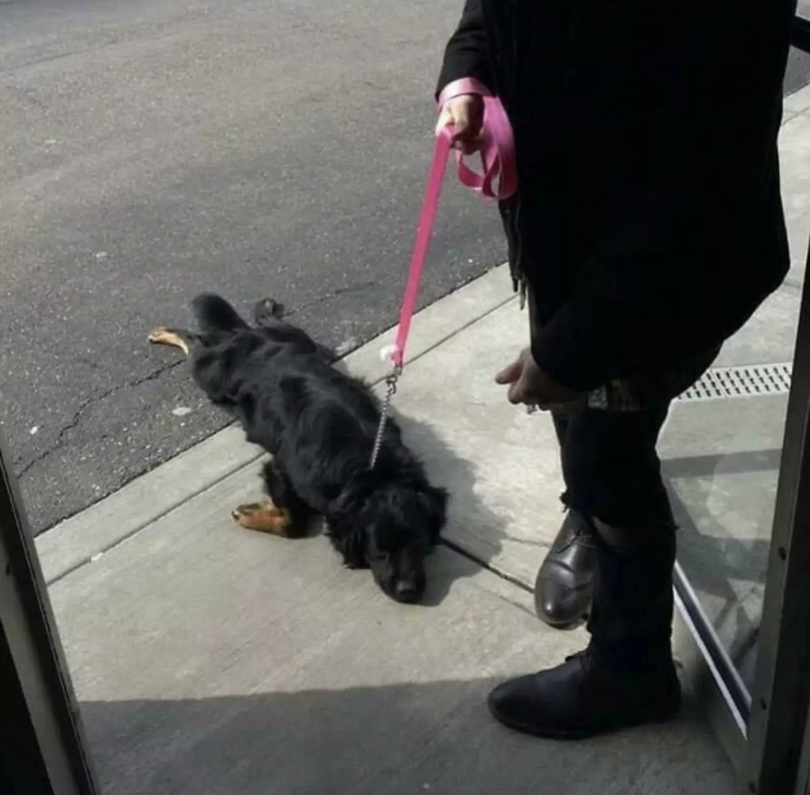 Жара доканала. Жара доканала.