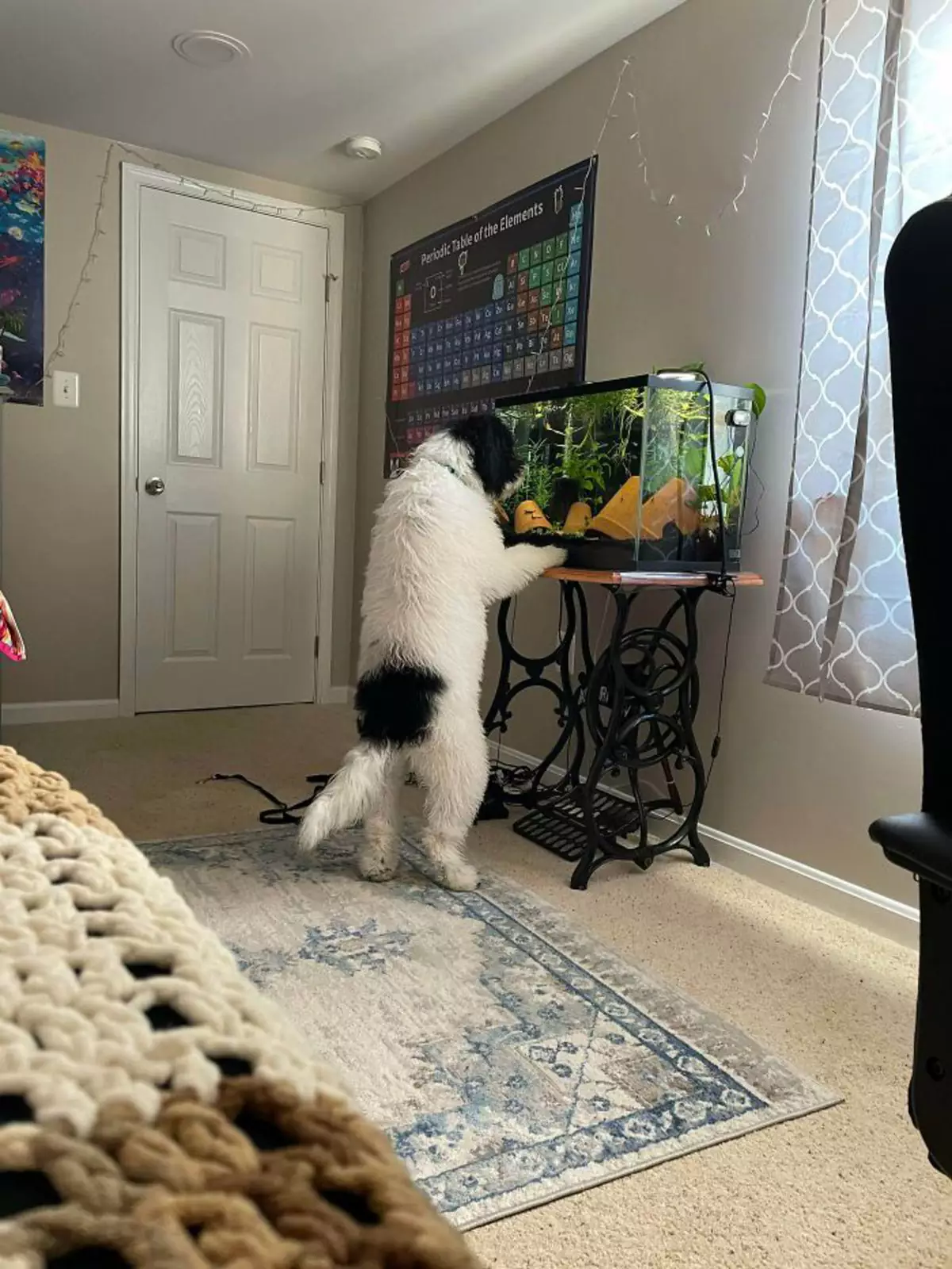 «Она обожает смотреть на рыб». «Она обожает смотреть на рыб».