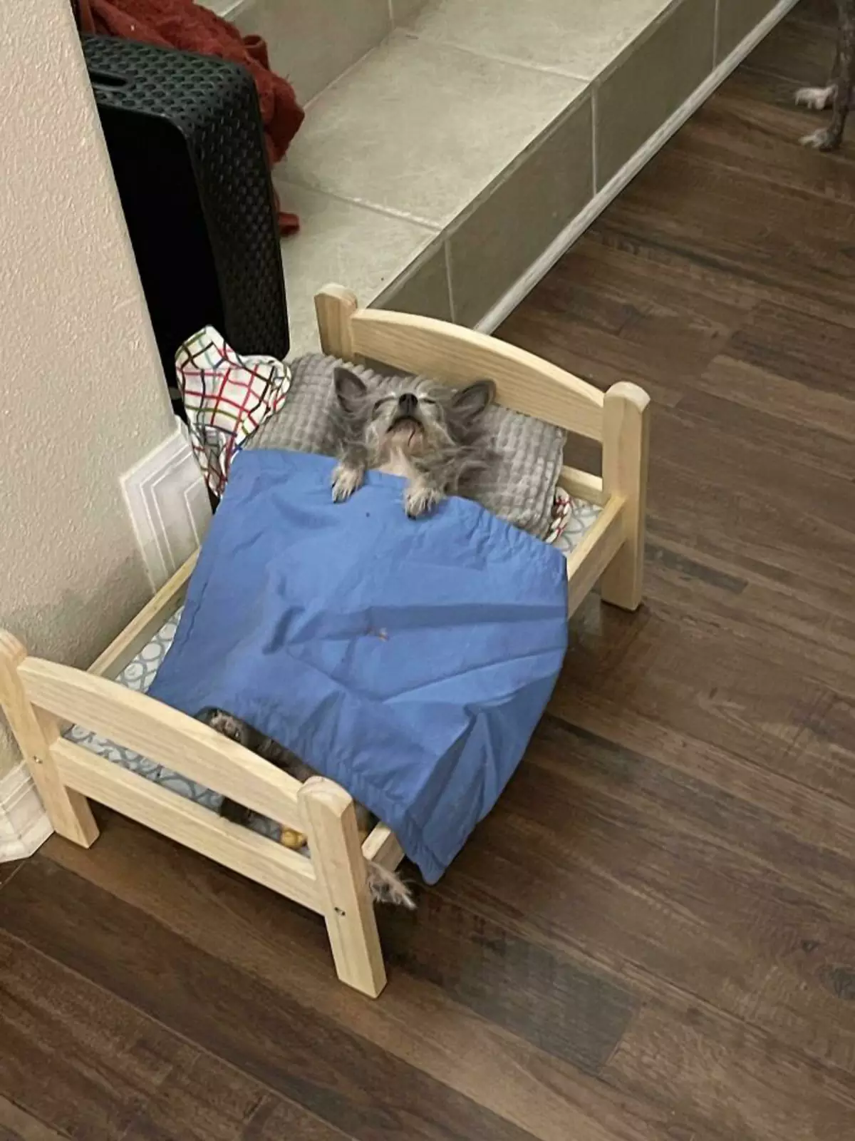 «Моя собака начала спать как человек». «Моя собака начала спать как человек».