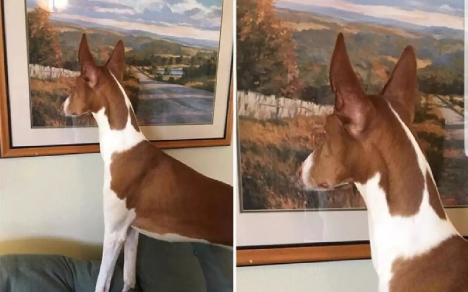 «Кажется, она думает, что картина — это окно». «Кажется, она думает, что картина — это окно».