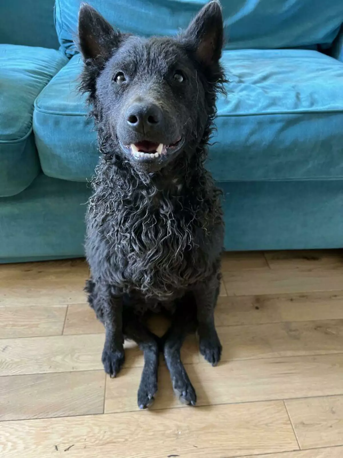 «Вот так сидит мой пес. Все время». «Вот так сидит мой пес. Все время».