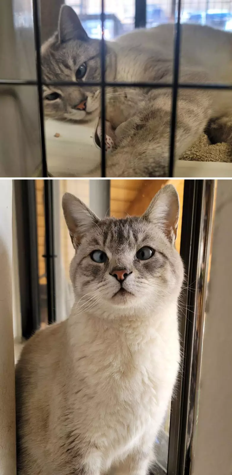 «Девочка Асира — пополнение в нашей меховой семье».