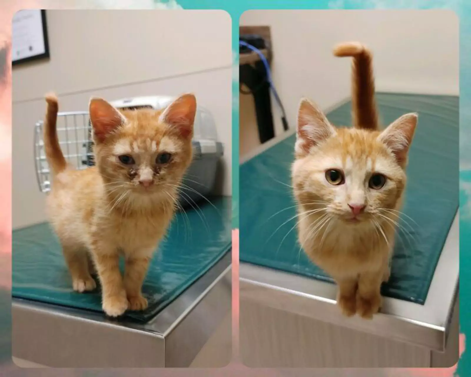 «Мой друг нашел больного котенка, доставляя посылки».