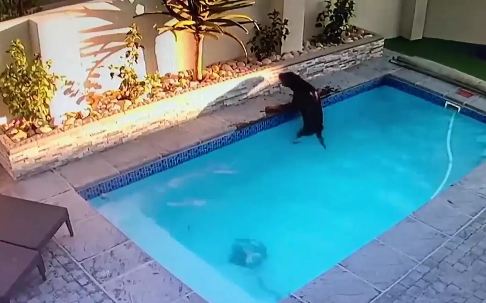 Не умеющий плавать собакен оступился и упал в бассейн.