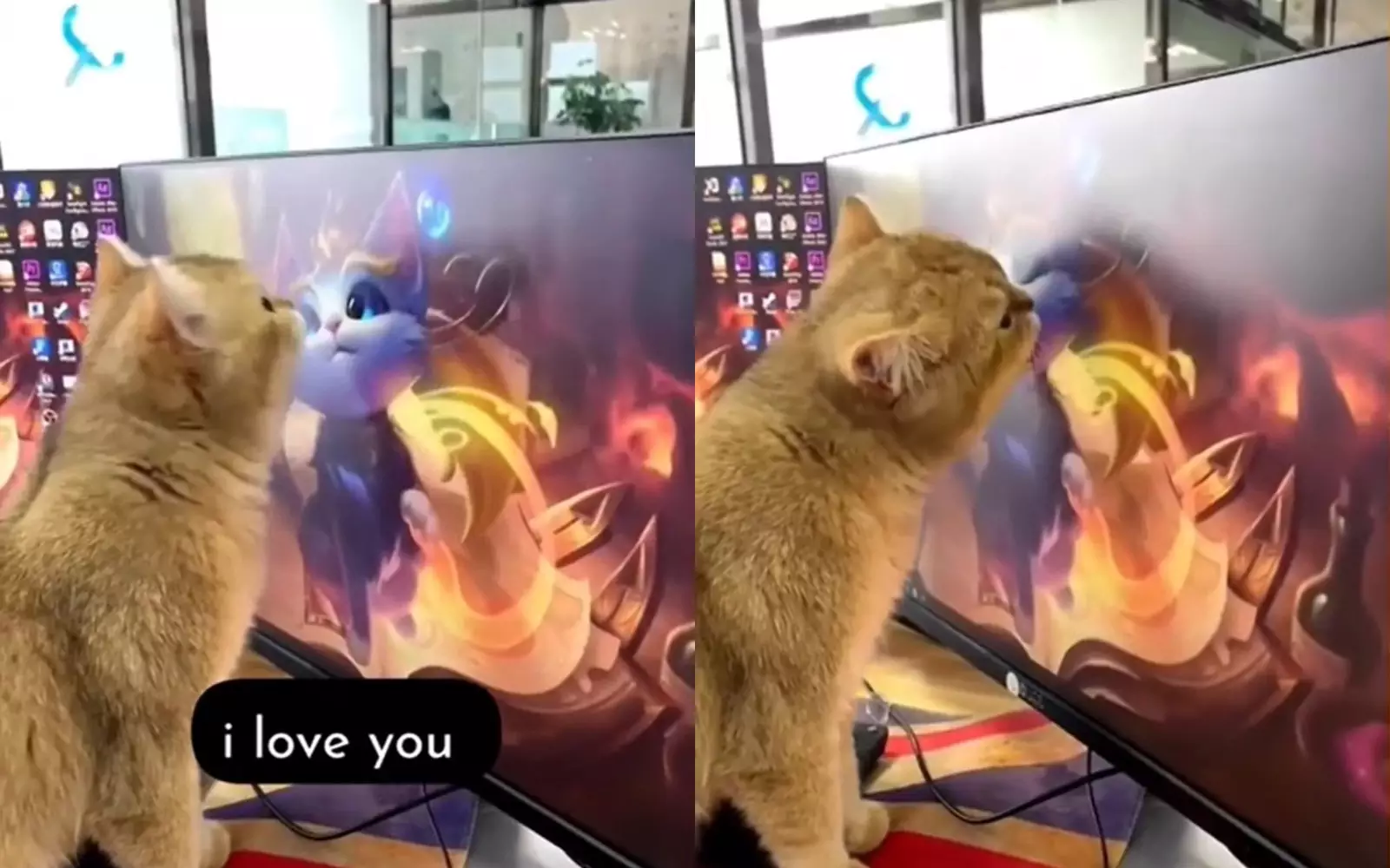 Кот влюбился в кошку с картинки.