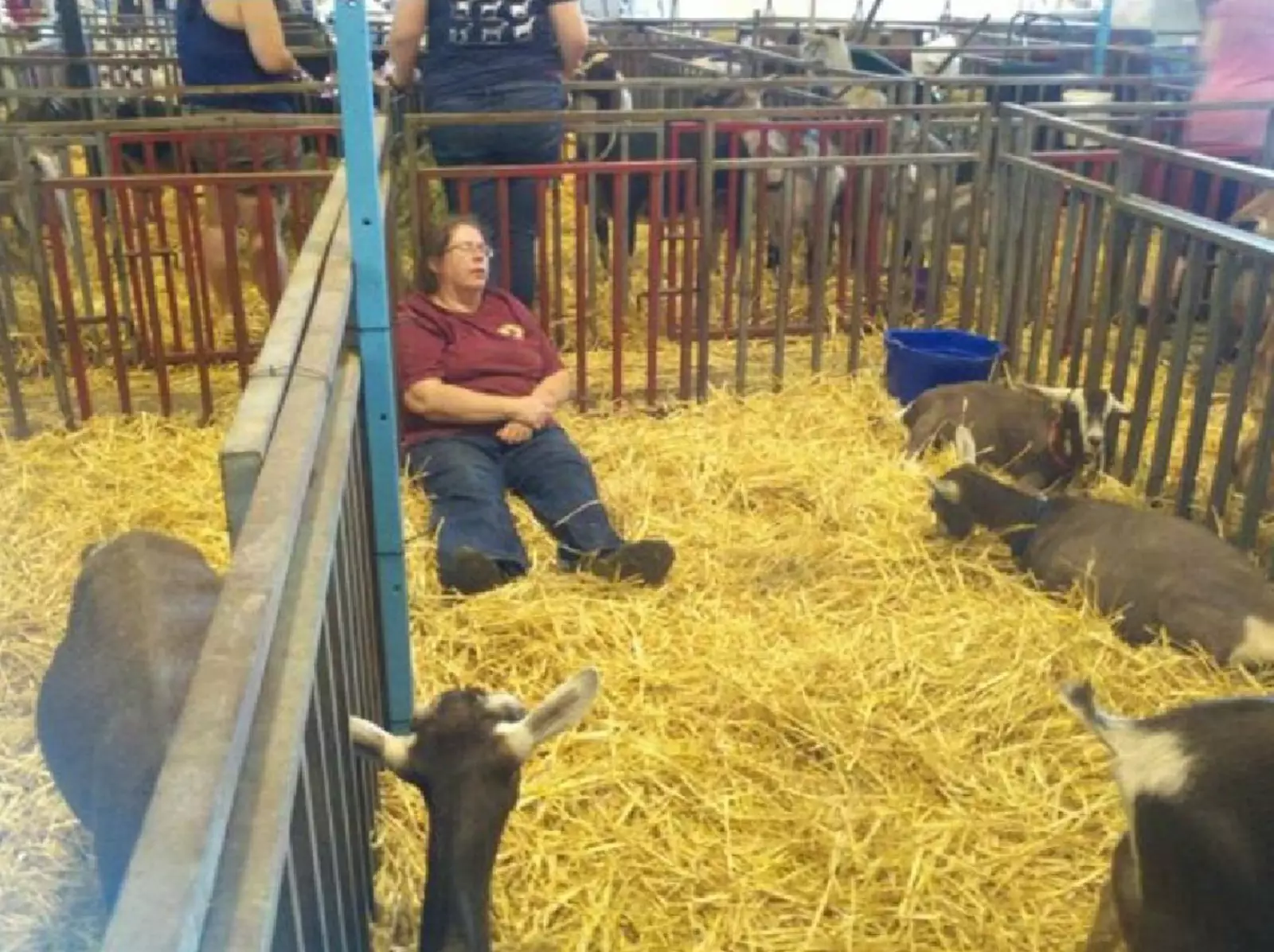 Козочки стараются не будить свою гостью. Козочки стараются не будить свою гостью.