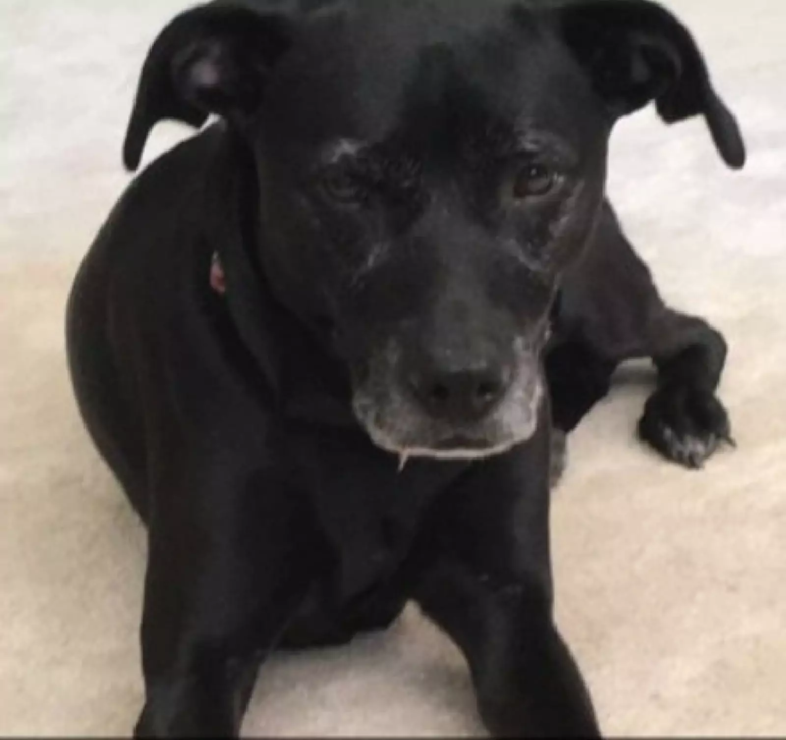 «Мой пес осуждает меня за то, что я не ложусь спать вовремя». «Мой пес осуждает меня за то, что я не ложусь спать вовремя».