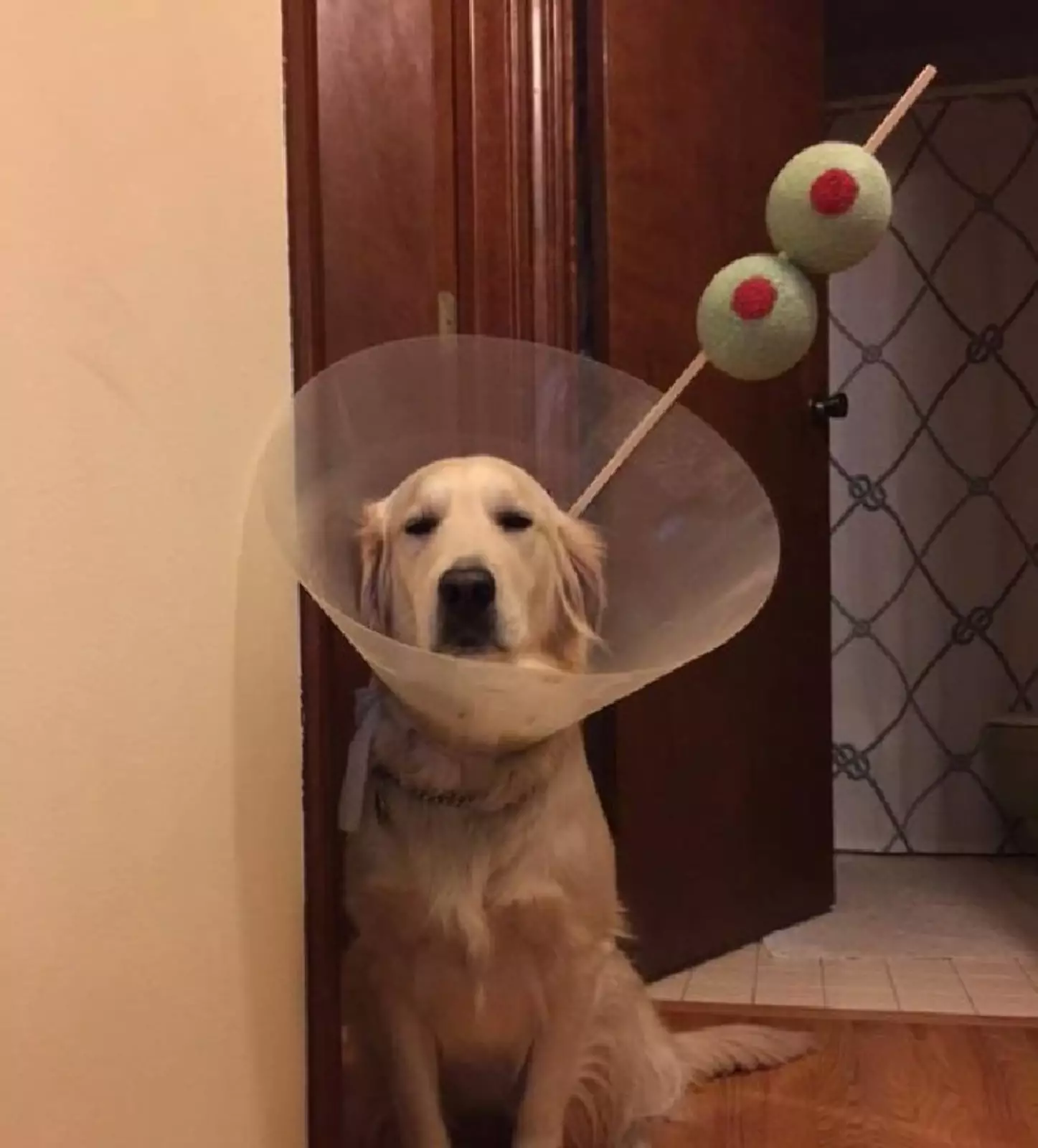 «Мои хозяева безумцы». «Мои хозяева безумцы».