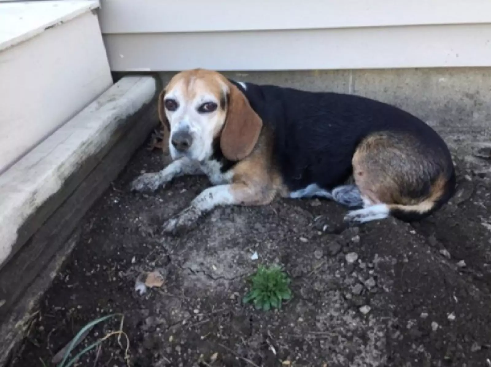 «Бесите» «Бесите»