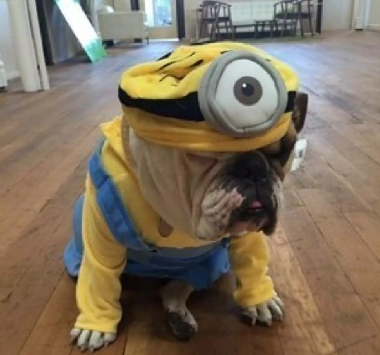 «Опять они готовятся к Хэллоуину». «Опять они готовятся к Хэллоуину».