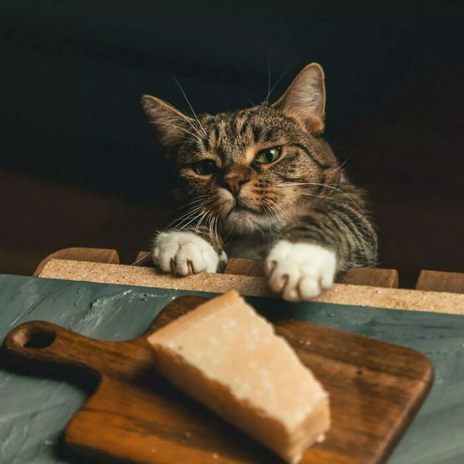 «Наш кот пытается украсть сыр».